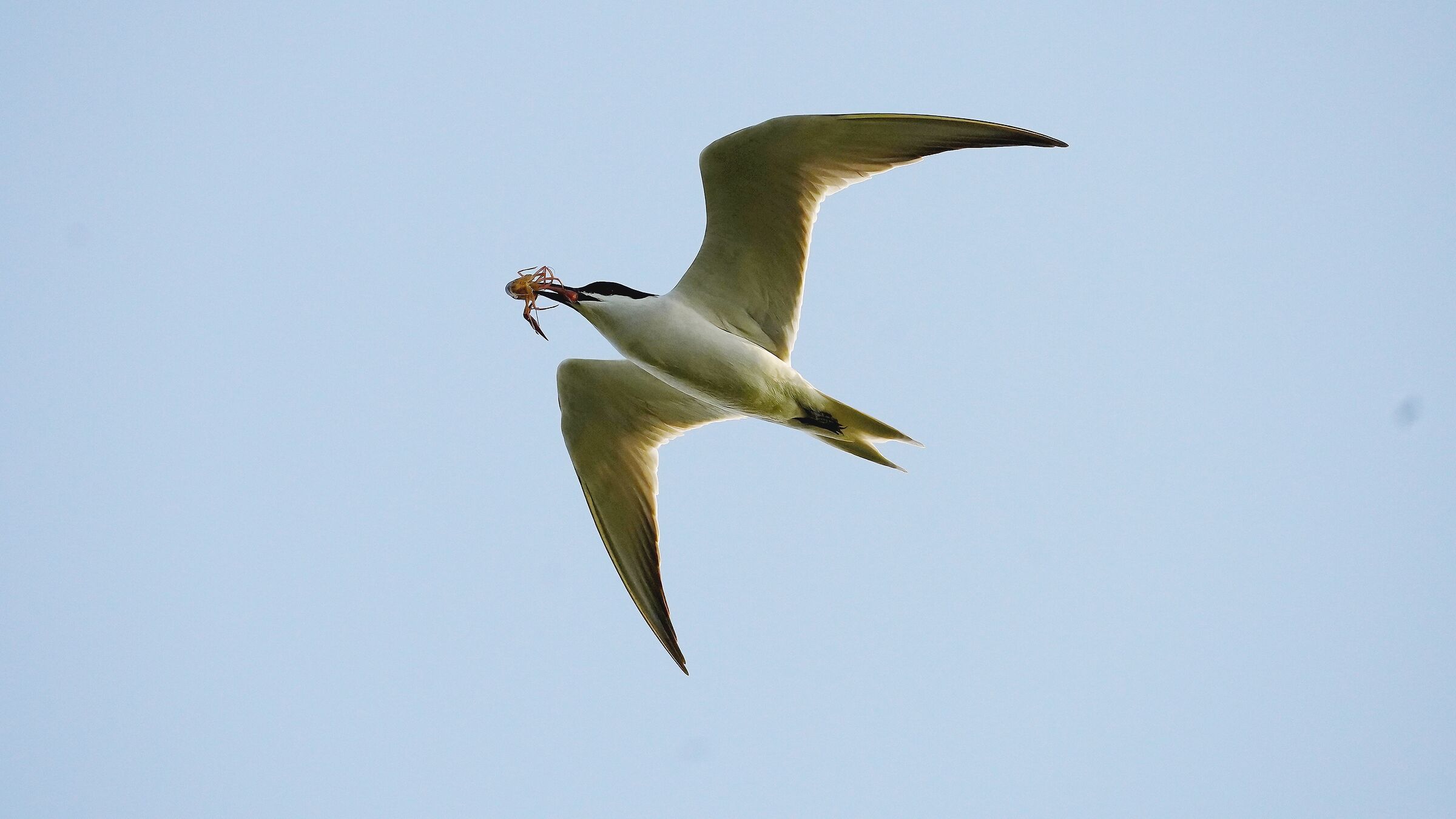 Black-legged tern with crab