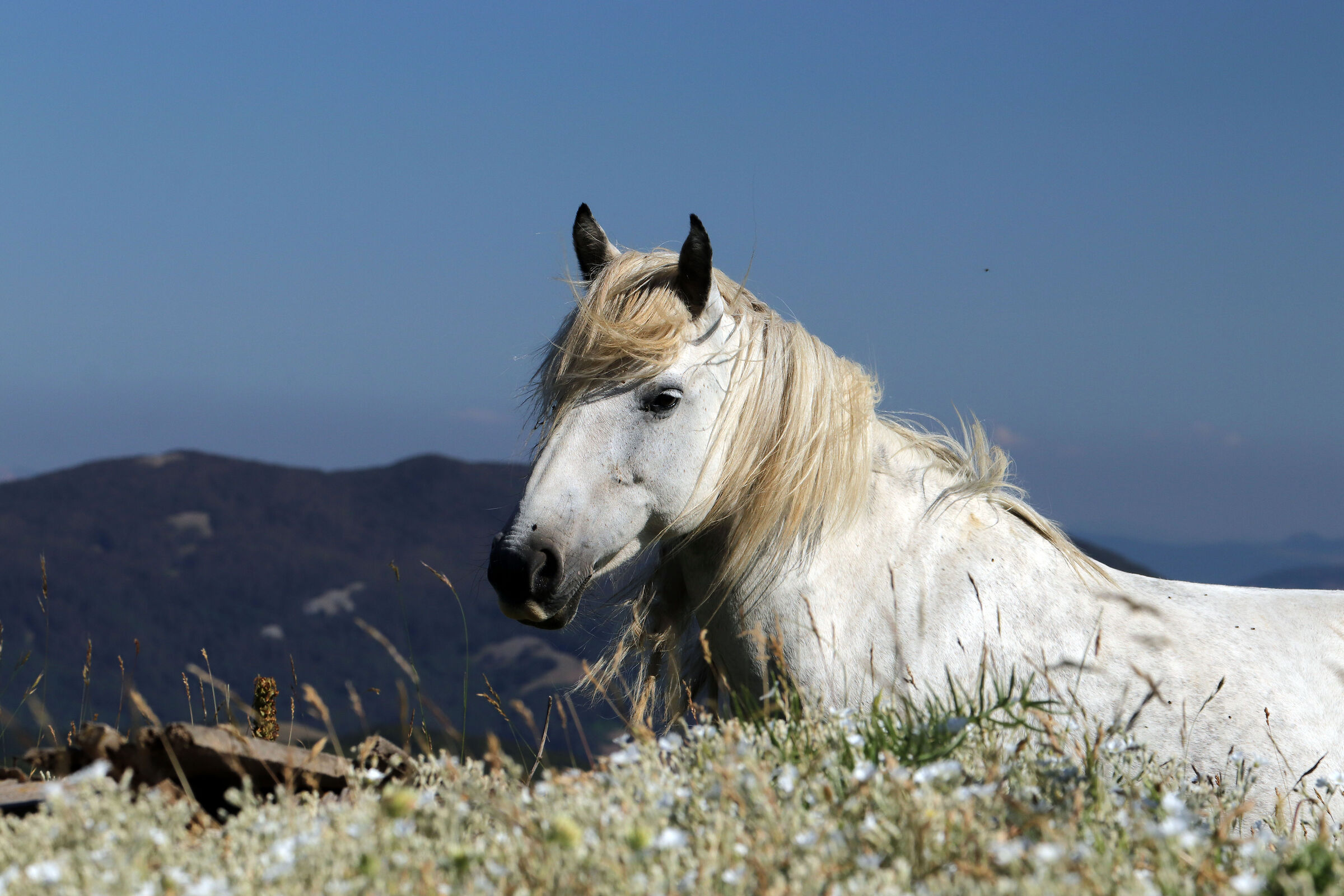 Spunta il cavallo dal monte...