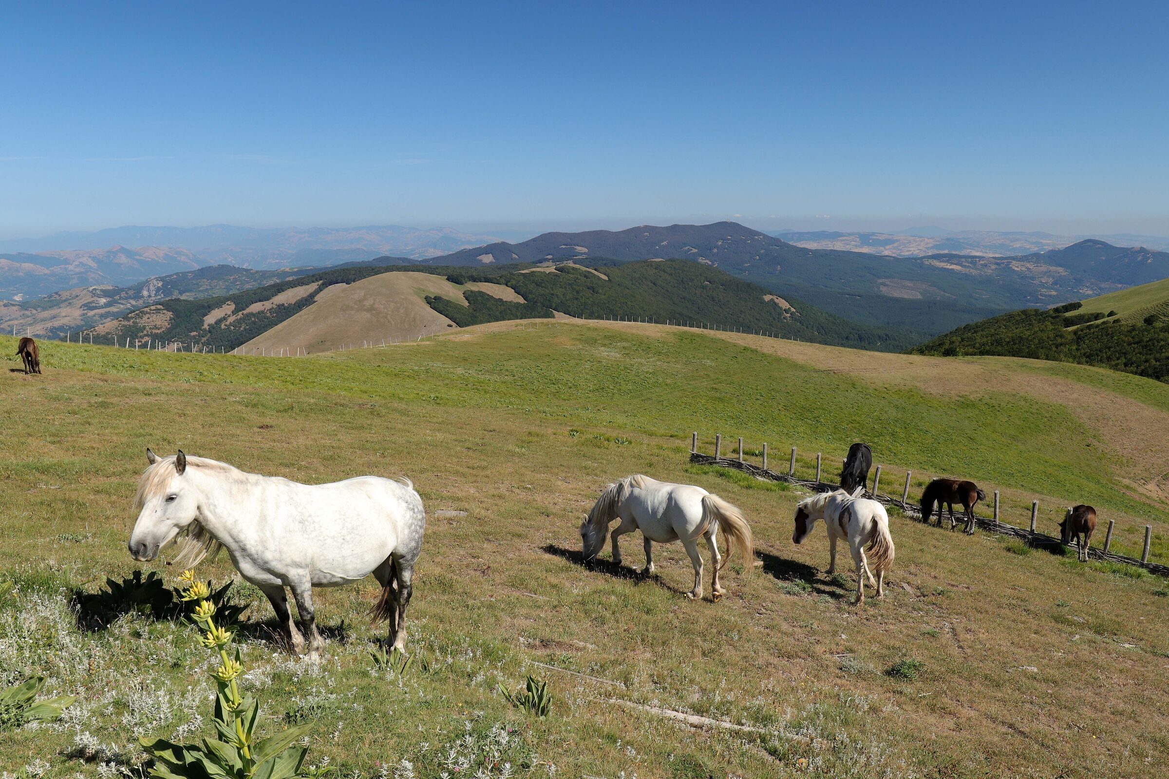 Summit of Monte Volturino