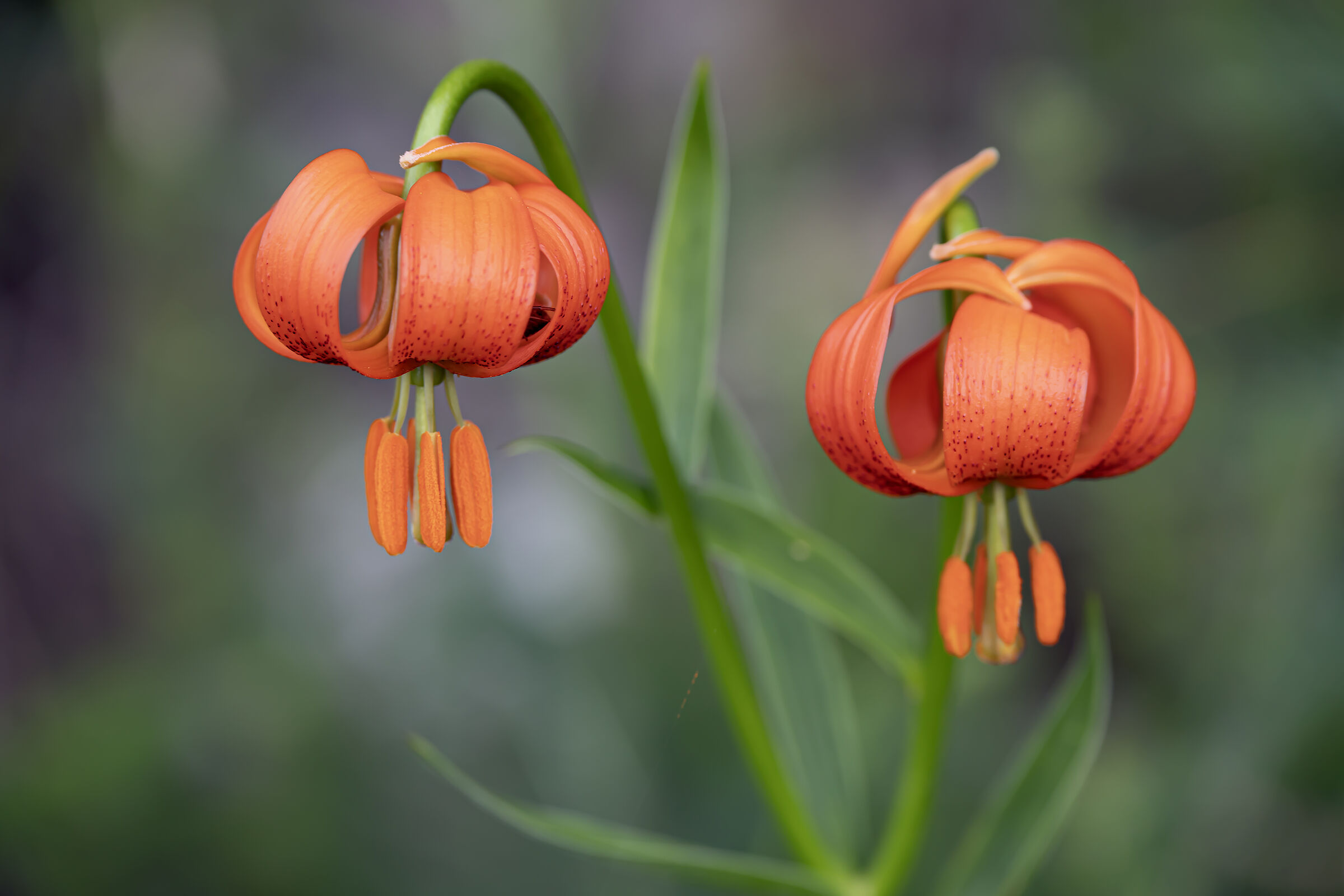 Lilium Carniolicum
