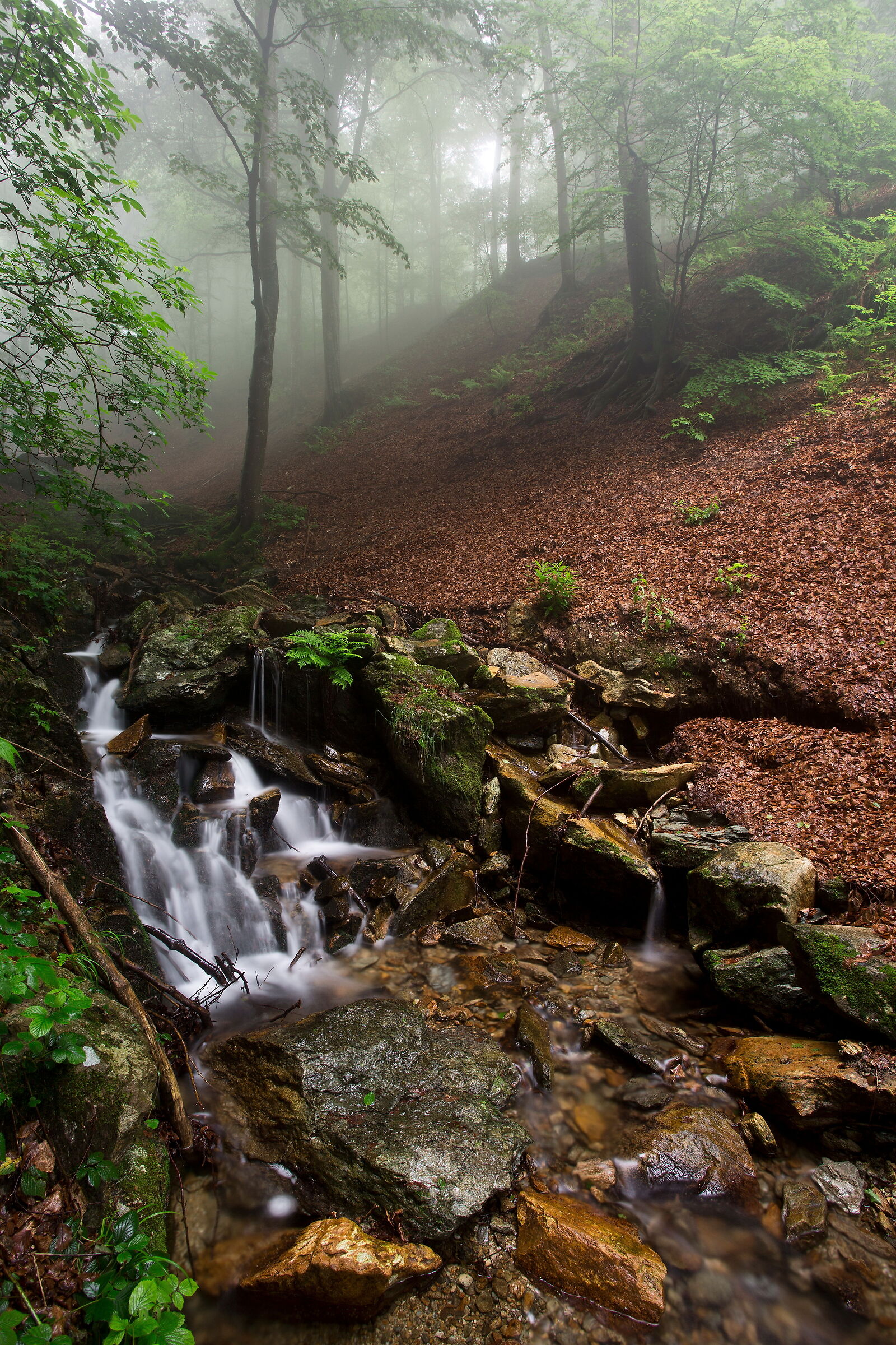 Acqua e nebbia