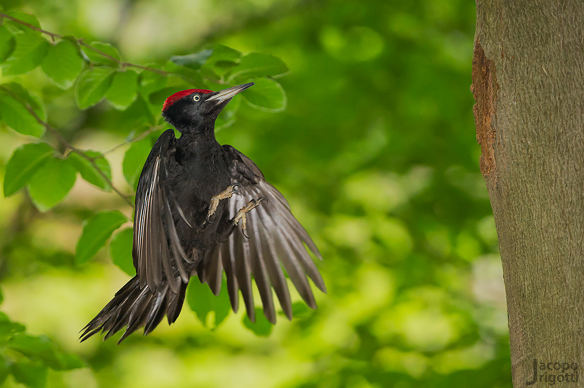 Picchio nero maschio