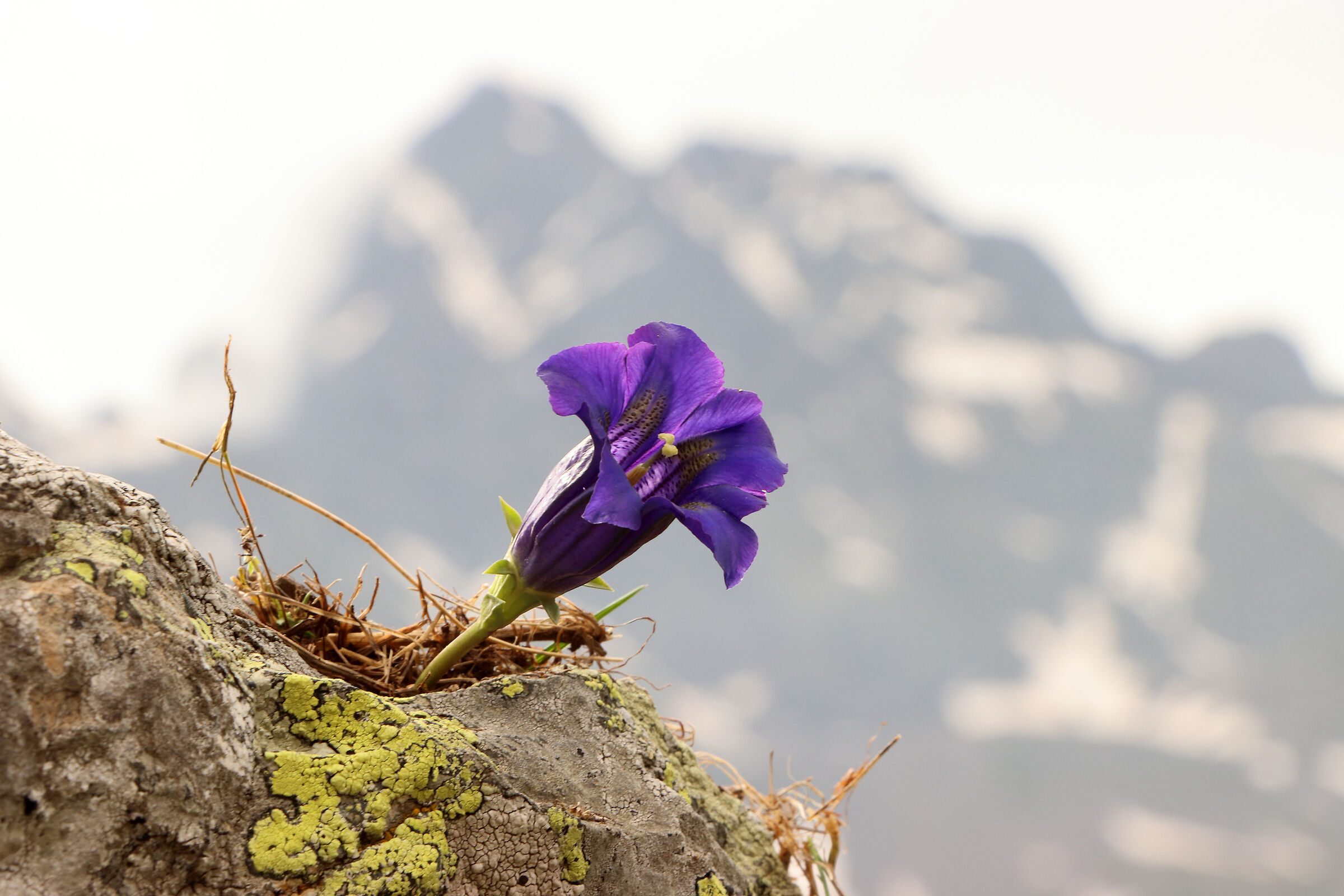 gentians - lace Coca -