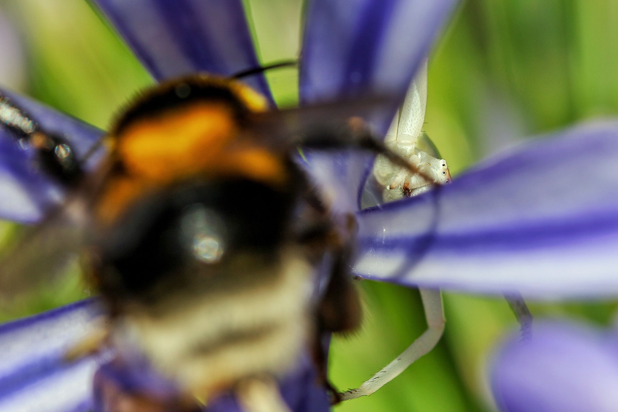 Bombus pascuorum e Misumena vatia