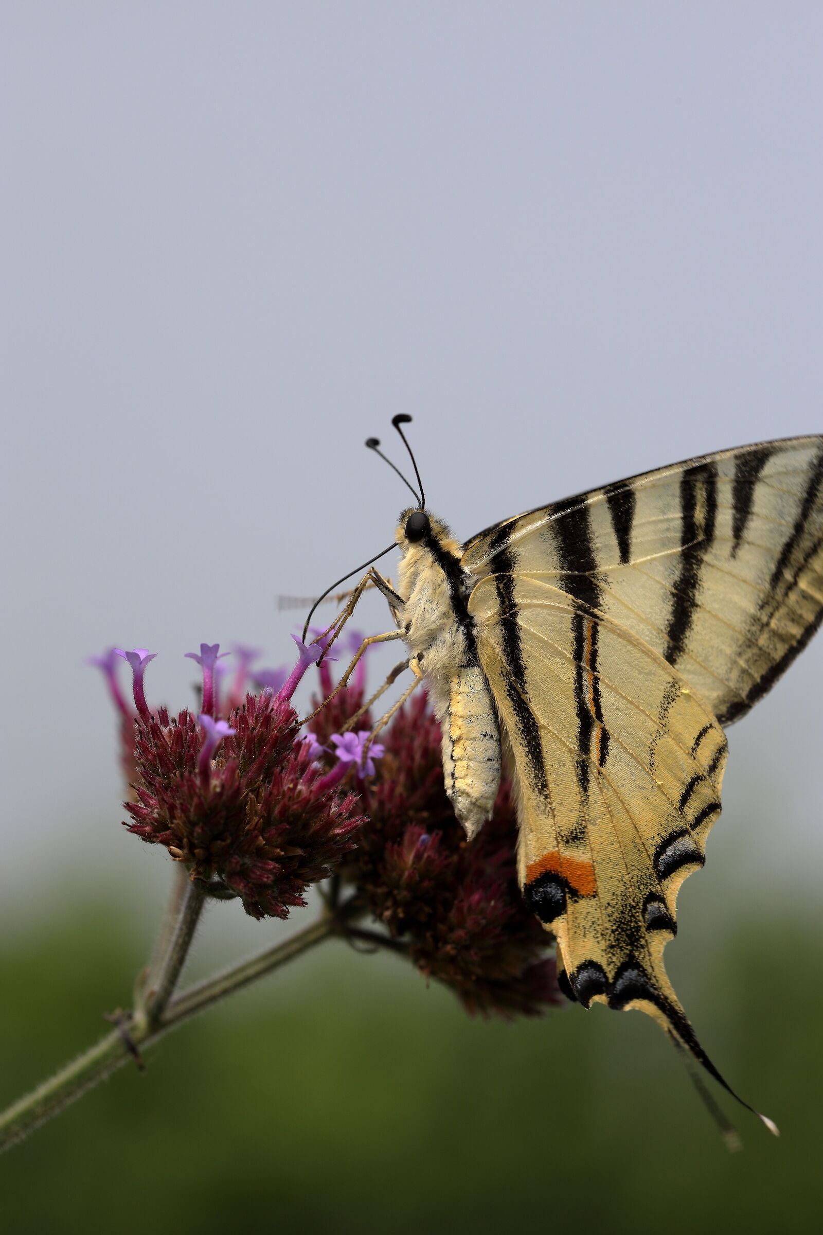 Iphiclides podalirius