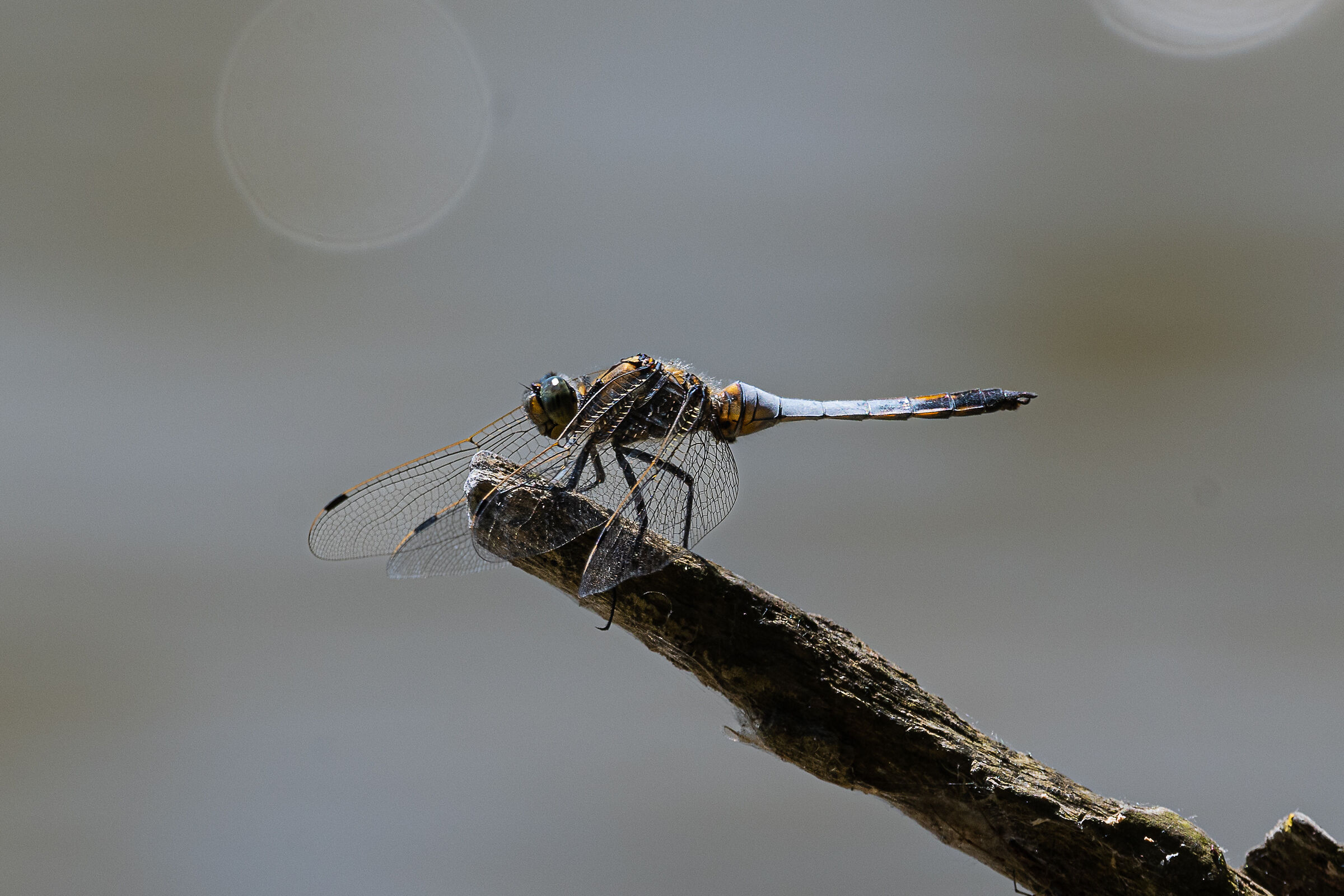 Dragonfly