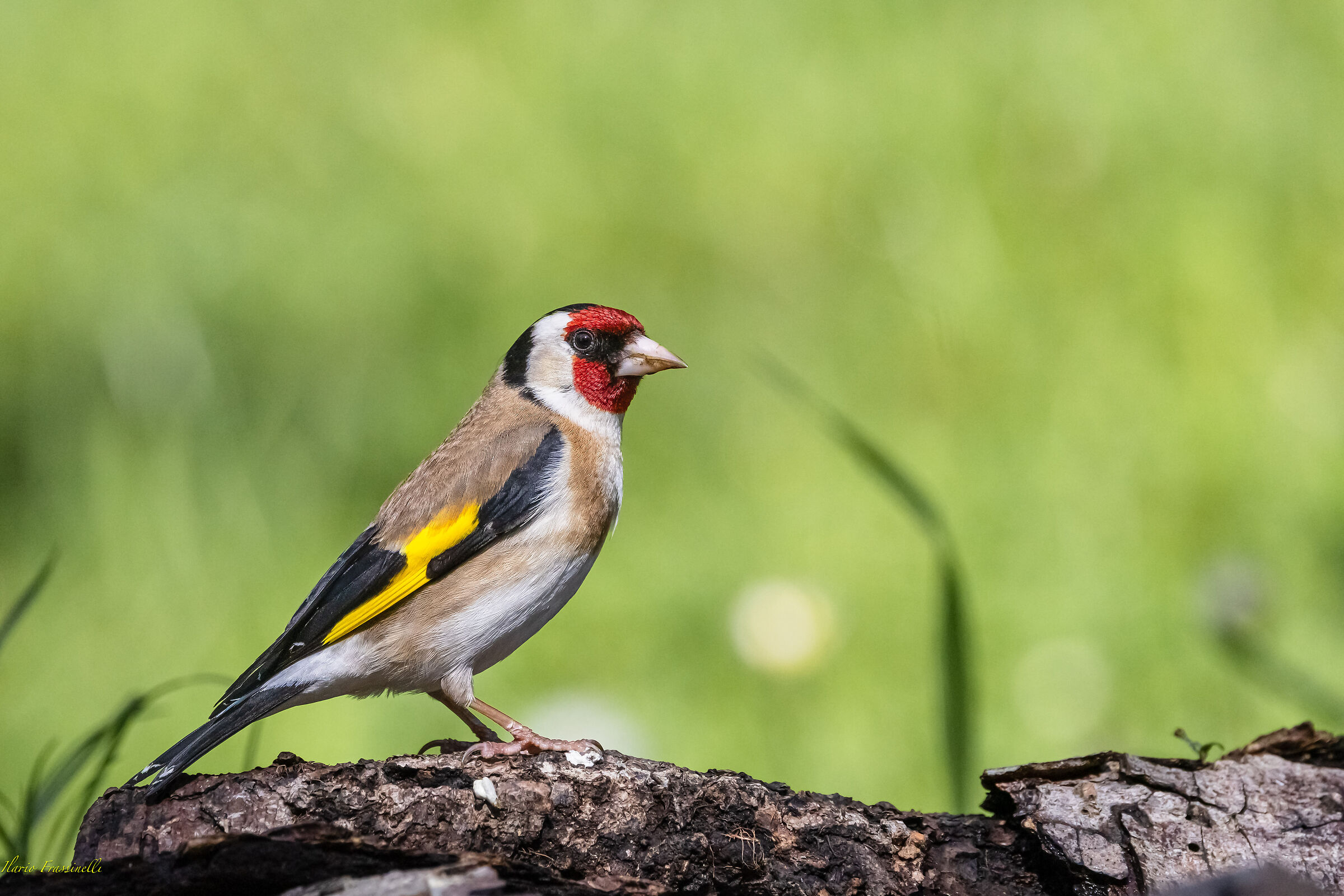 Goldfinch