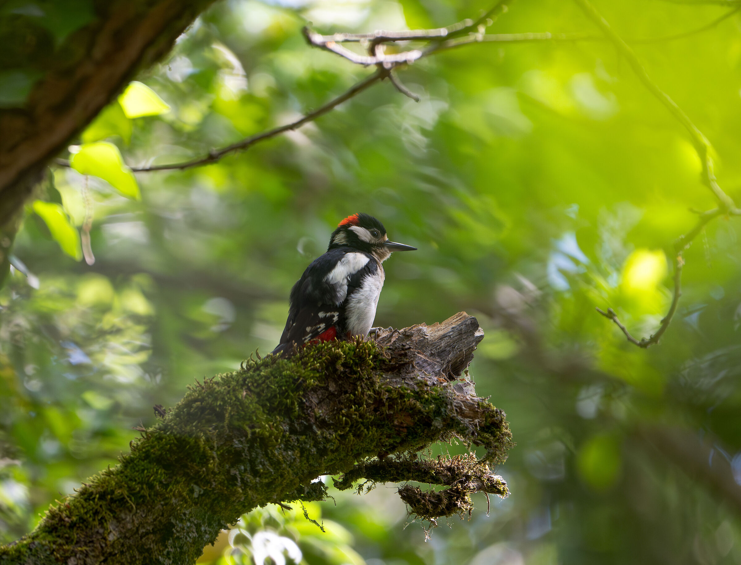Picchio rosso maschio