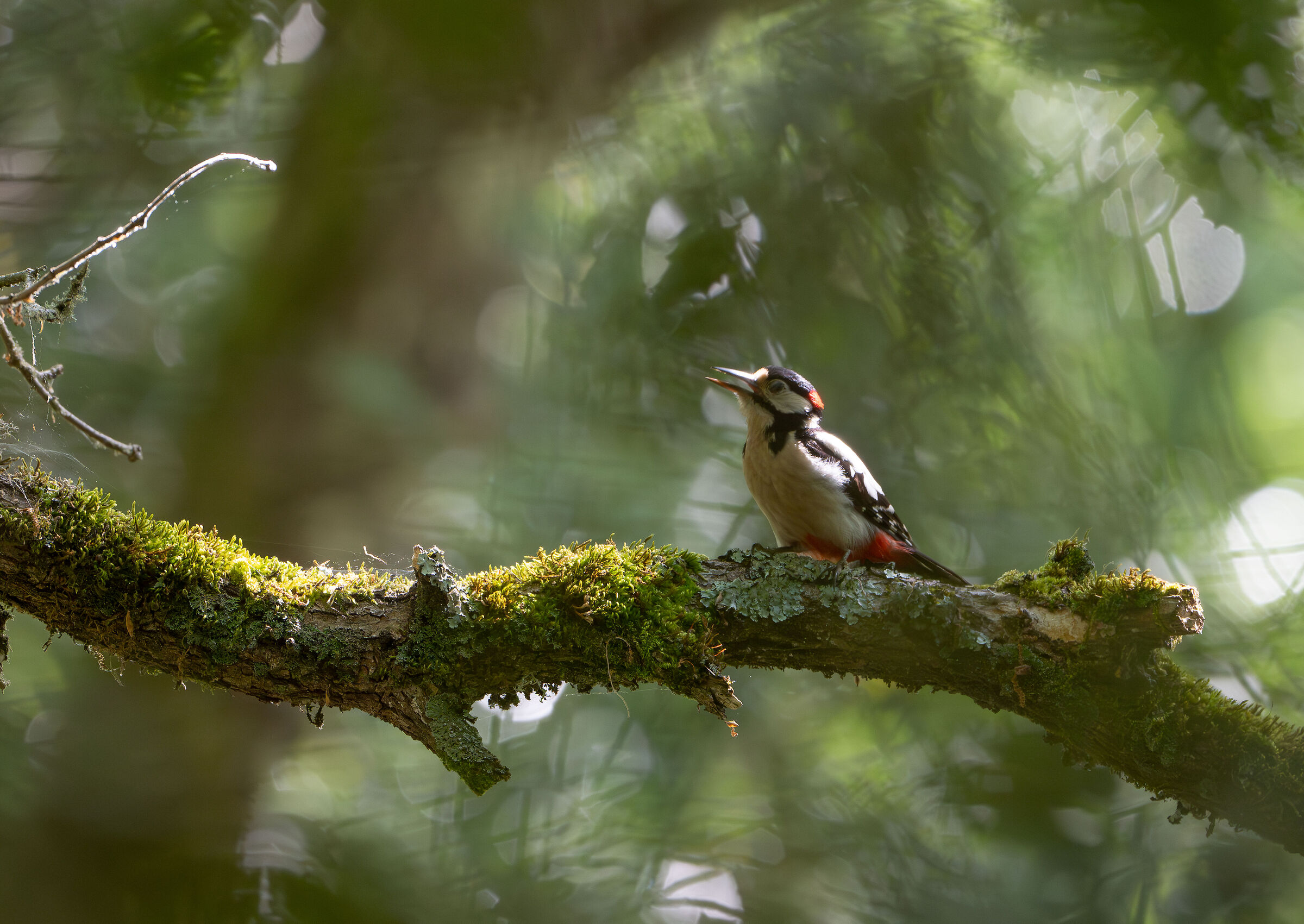 Picchio rosso nel bosco