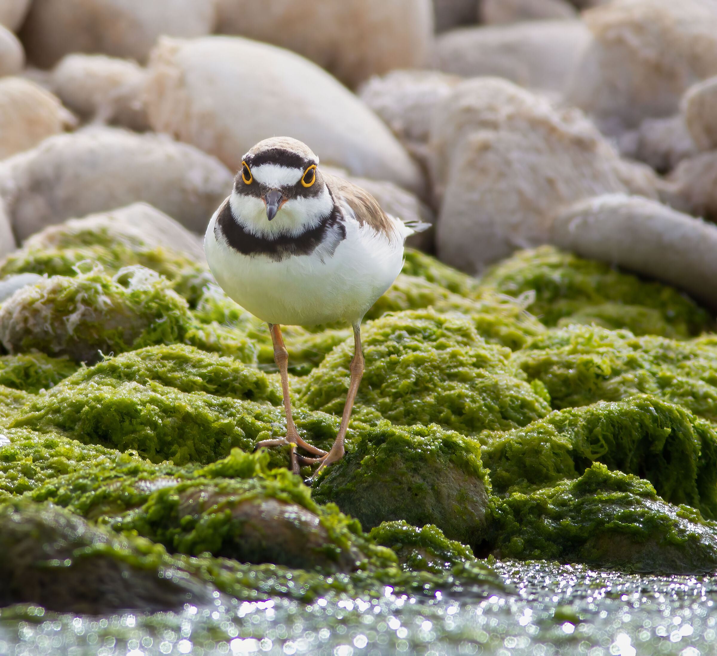 little ringed plover
