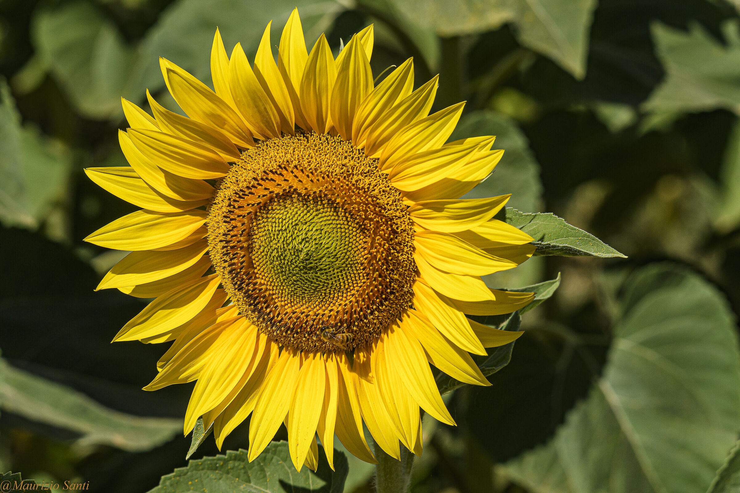 Via tomba forella Ozzano (BO Italy)