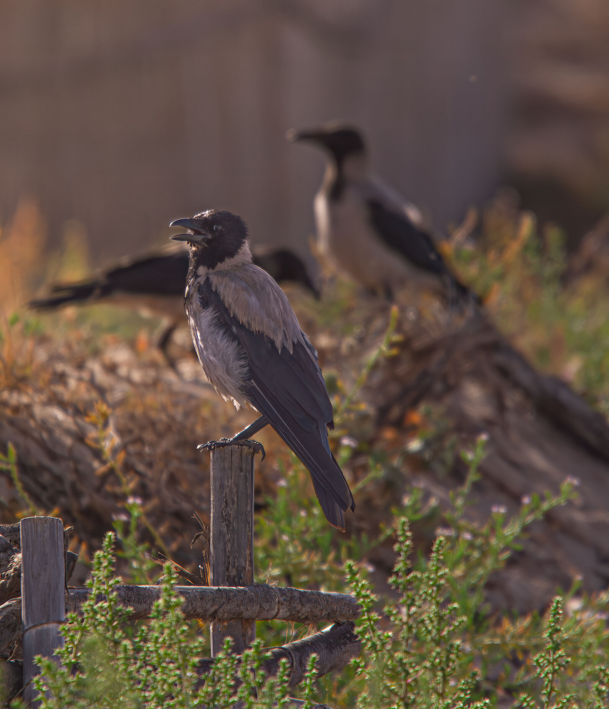 Triptych of crows at dawn