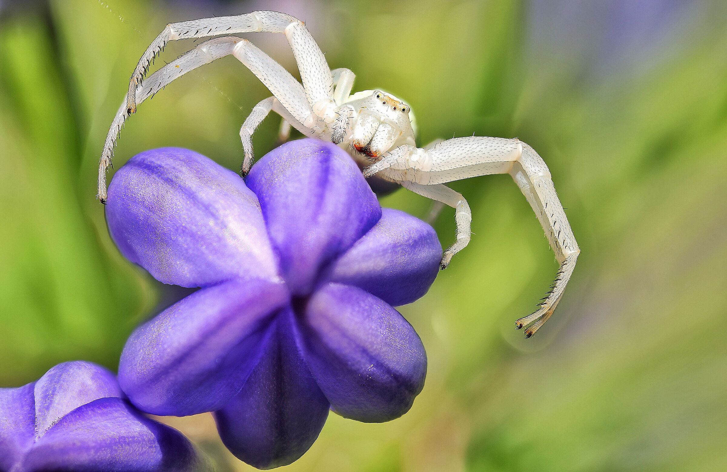 Misumena vatia