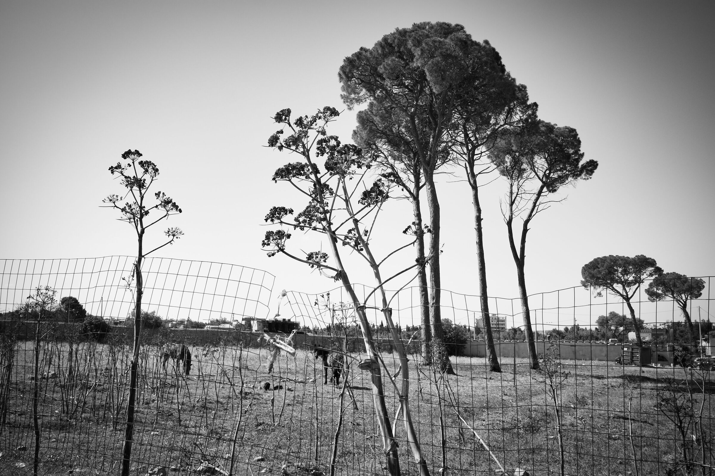 cavalli e alberi