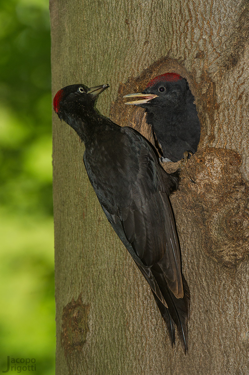 Black Woodpecker female