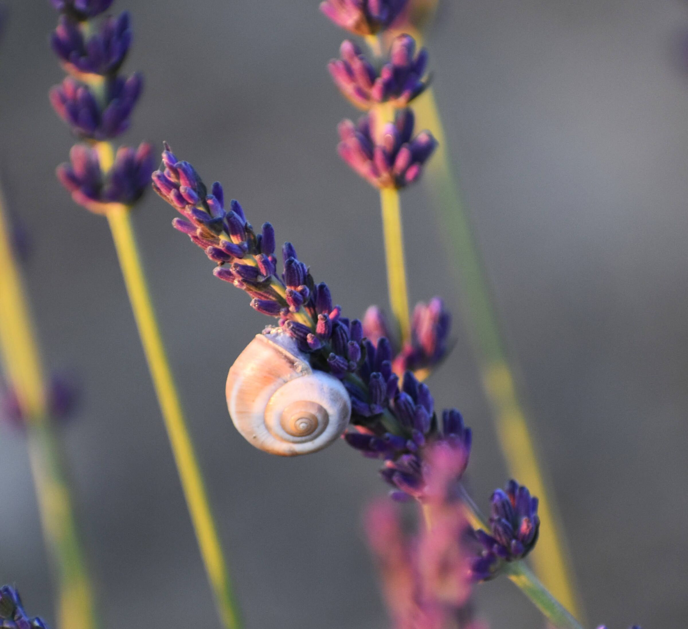 Lavanda a Sale San Giovanni (cn)