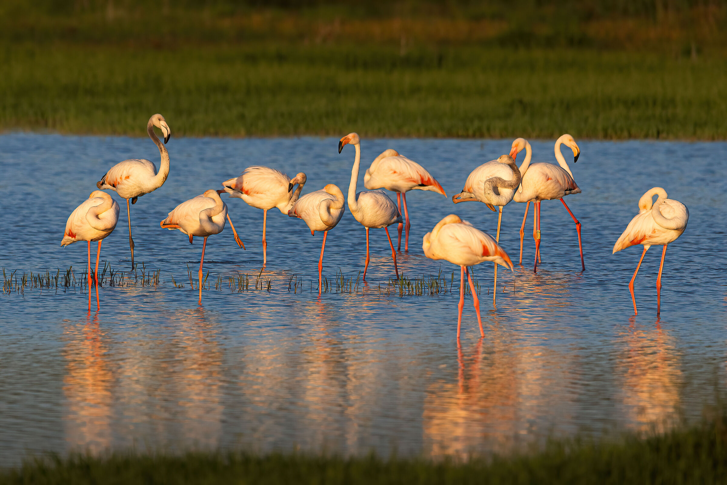 Illuminated flamingos