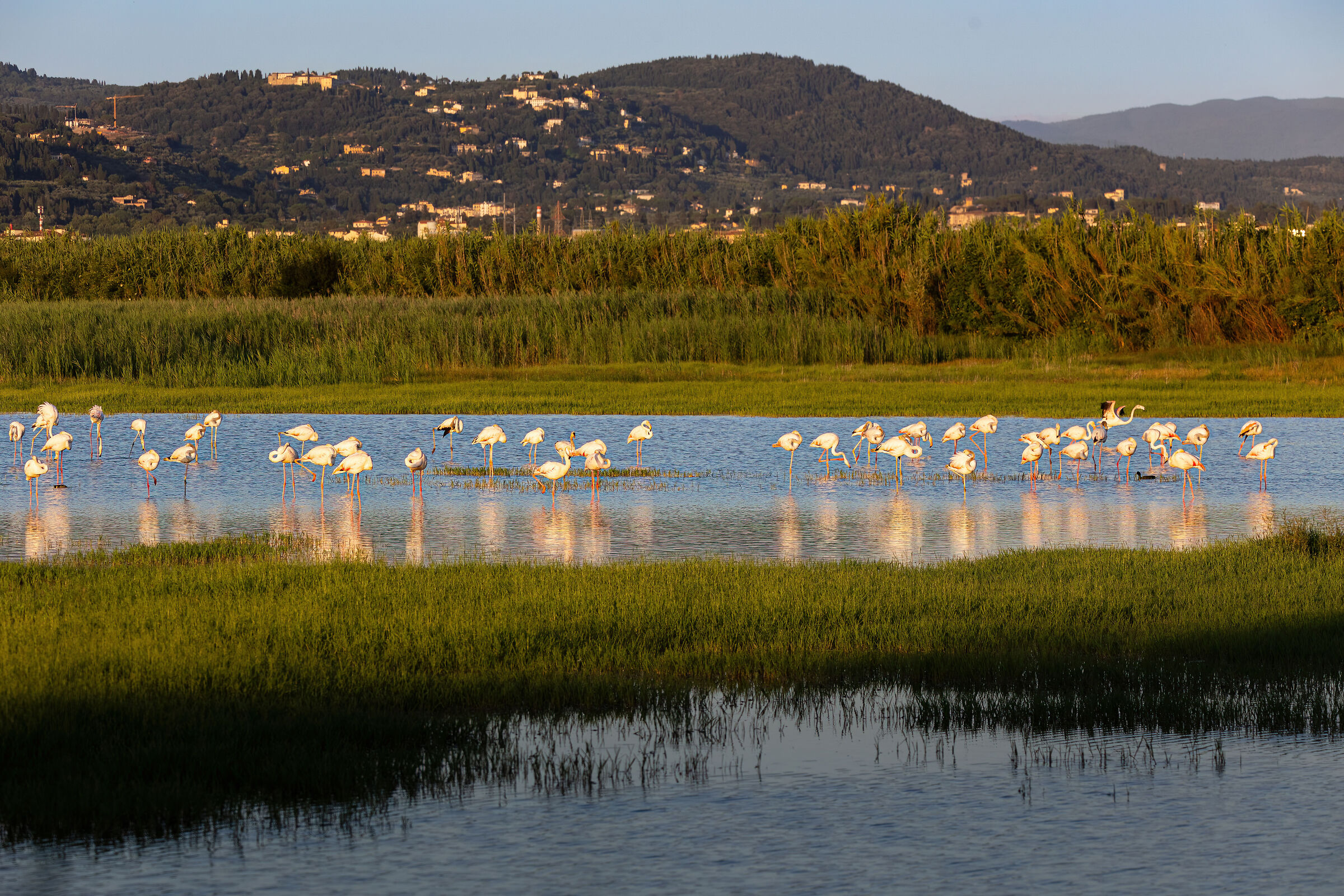 Florentine flamingos