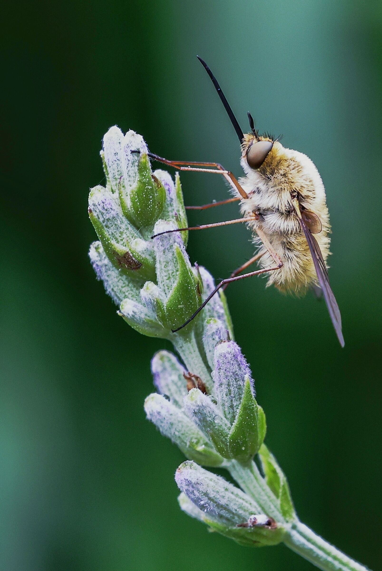 Bombyliidae