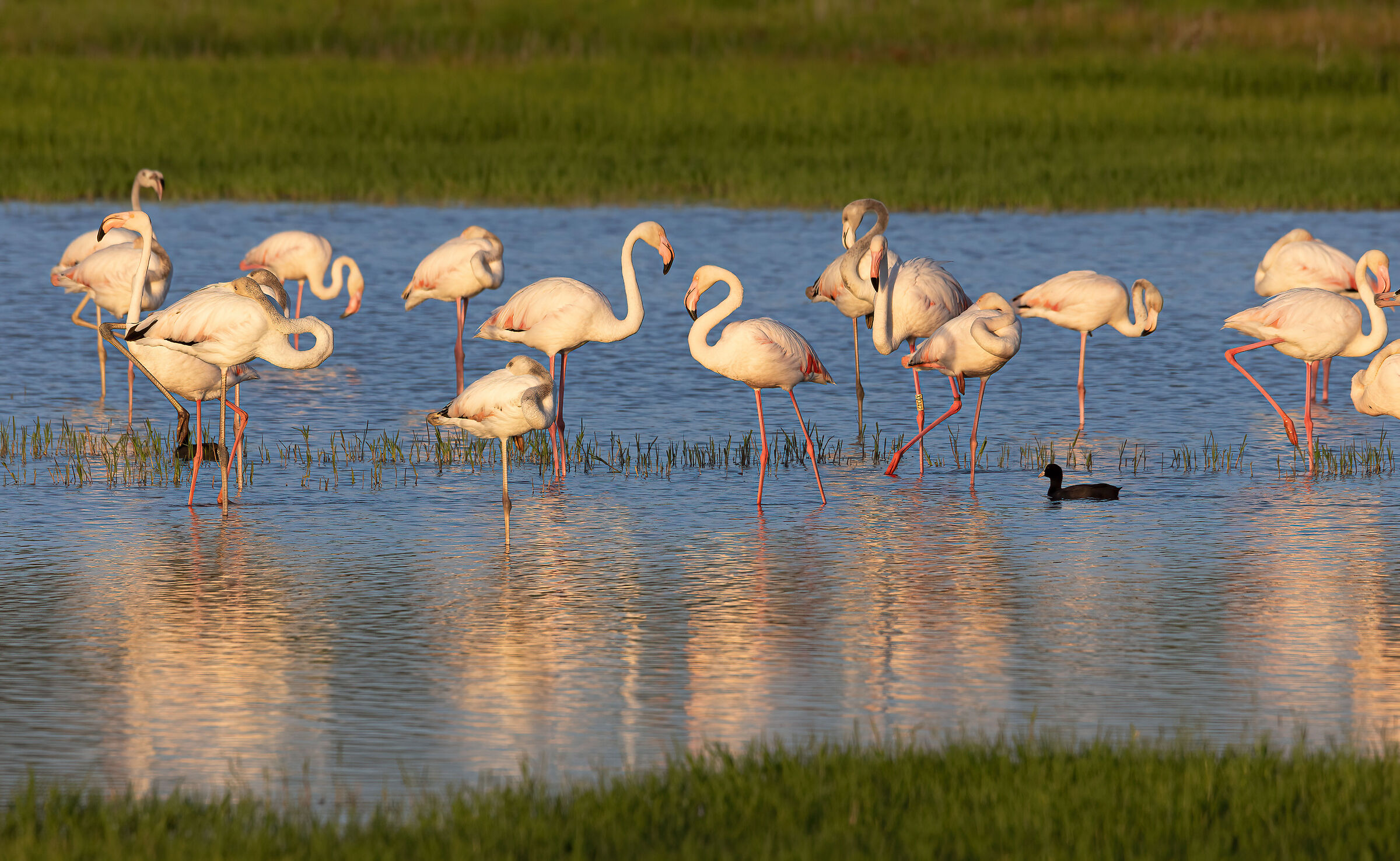 Flamingos at sunset