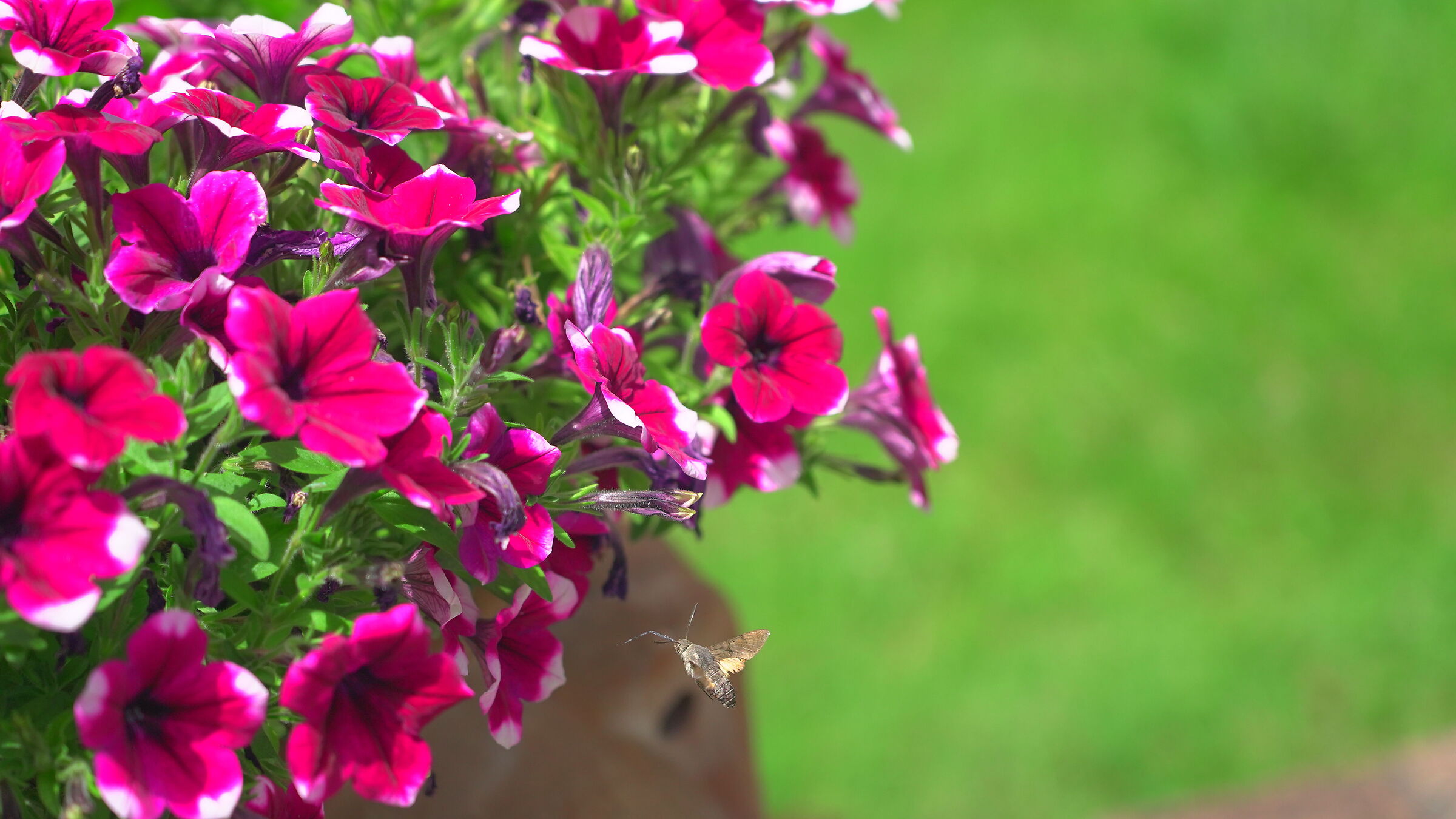 Galium Sphinx on Petunia violacea