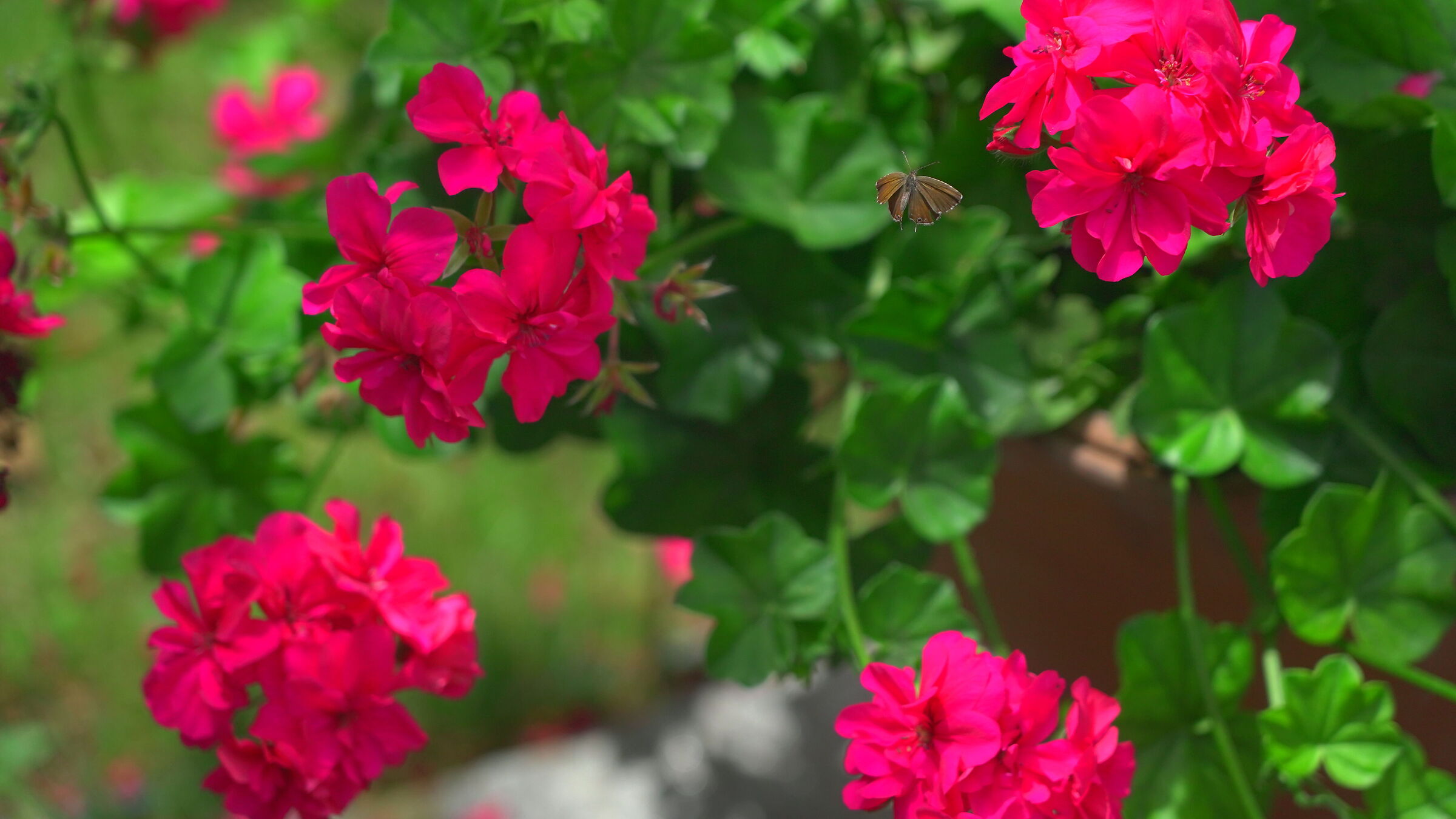 Oak thecla on geraniums