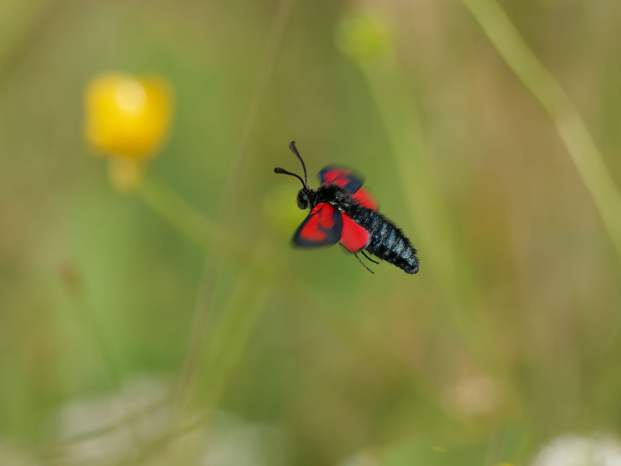 Punto rosso