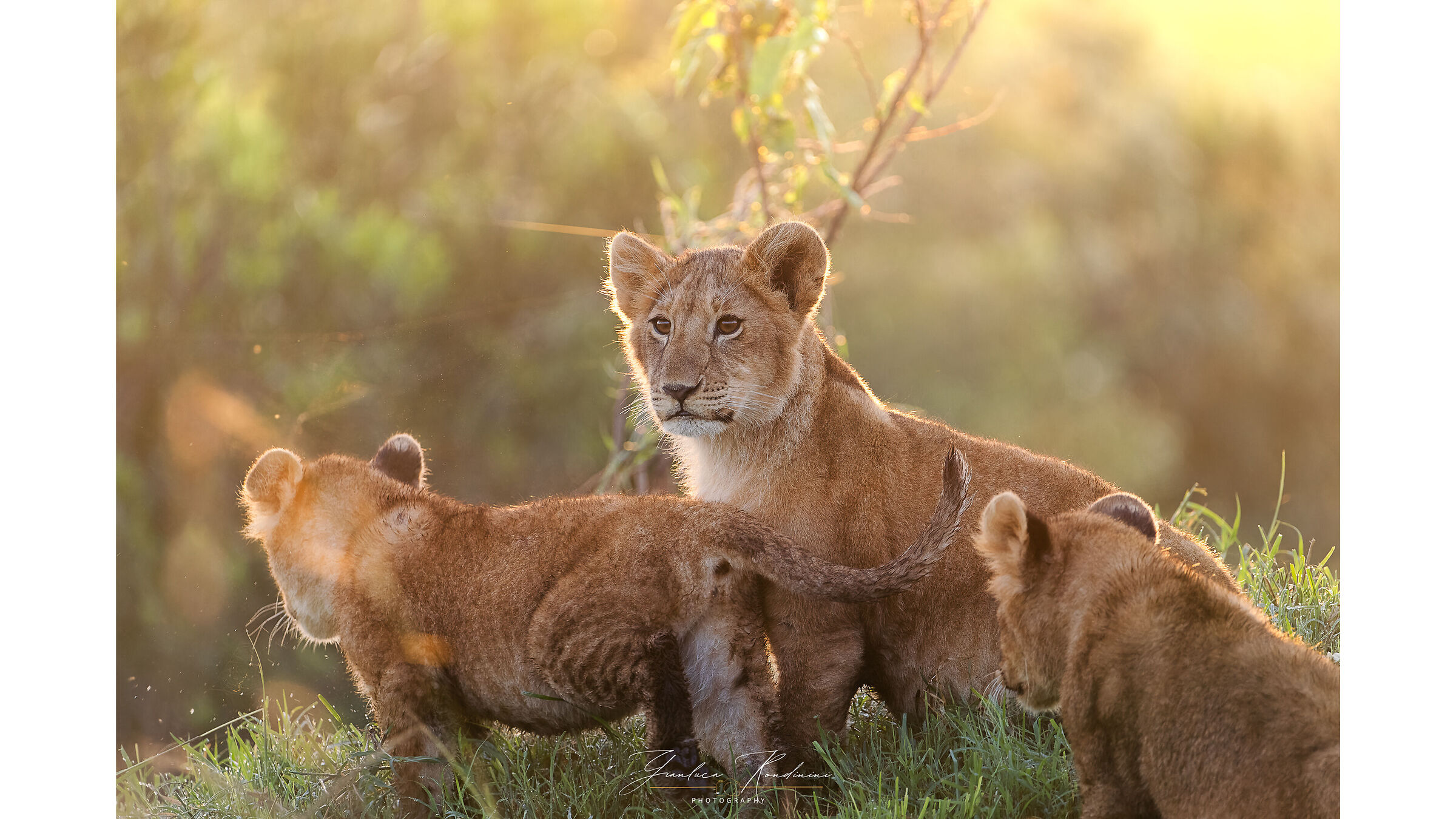 Cuccioli di leone all'alba, Masai Mara