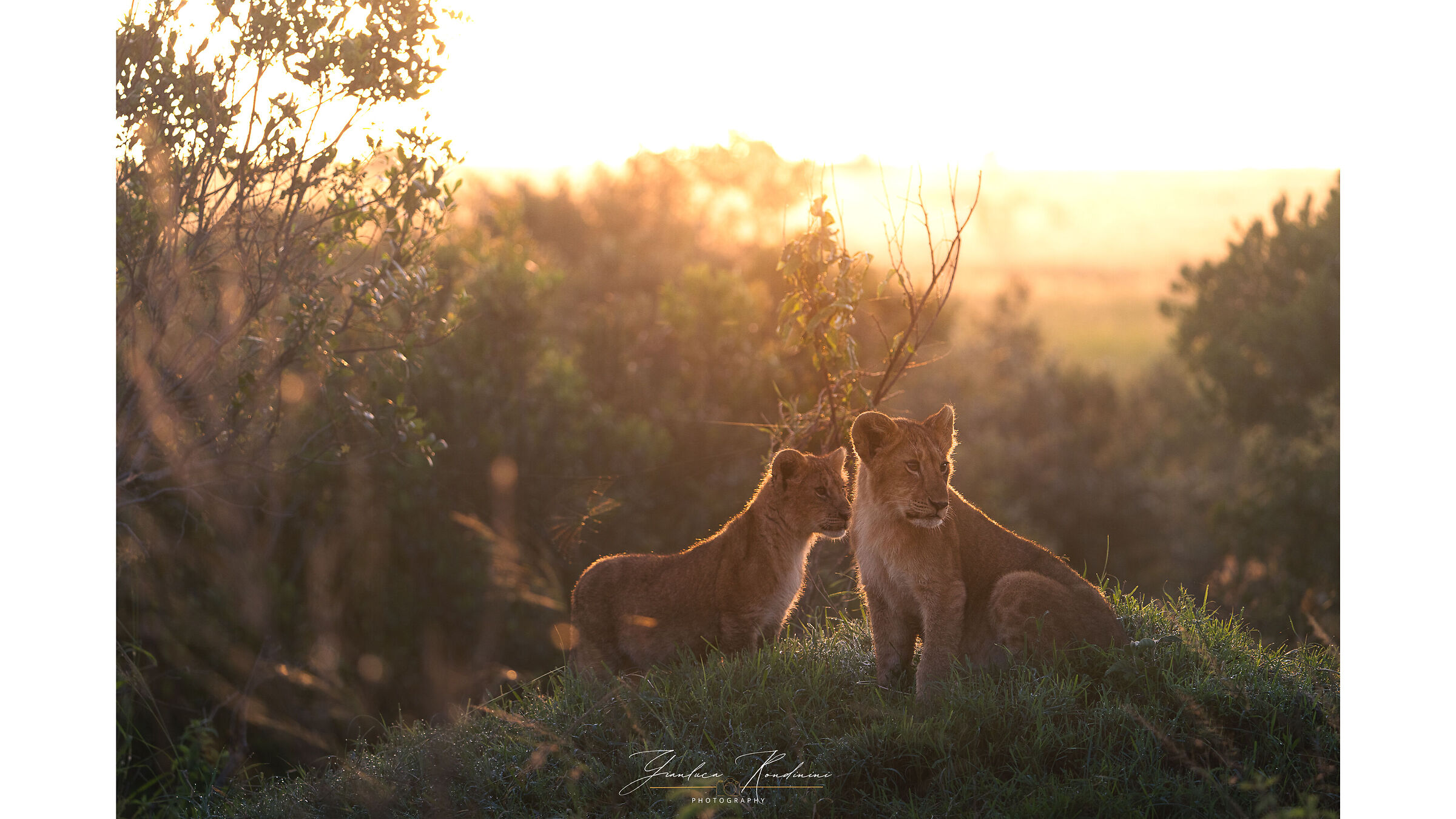 Cuccioli di leone all'alba, Masai Mara