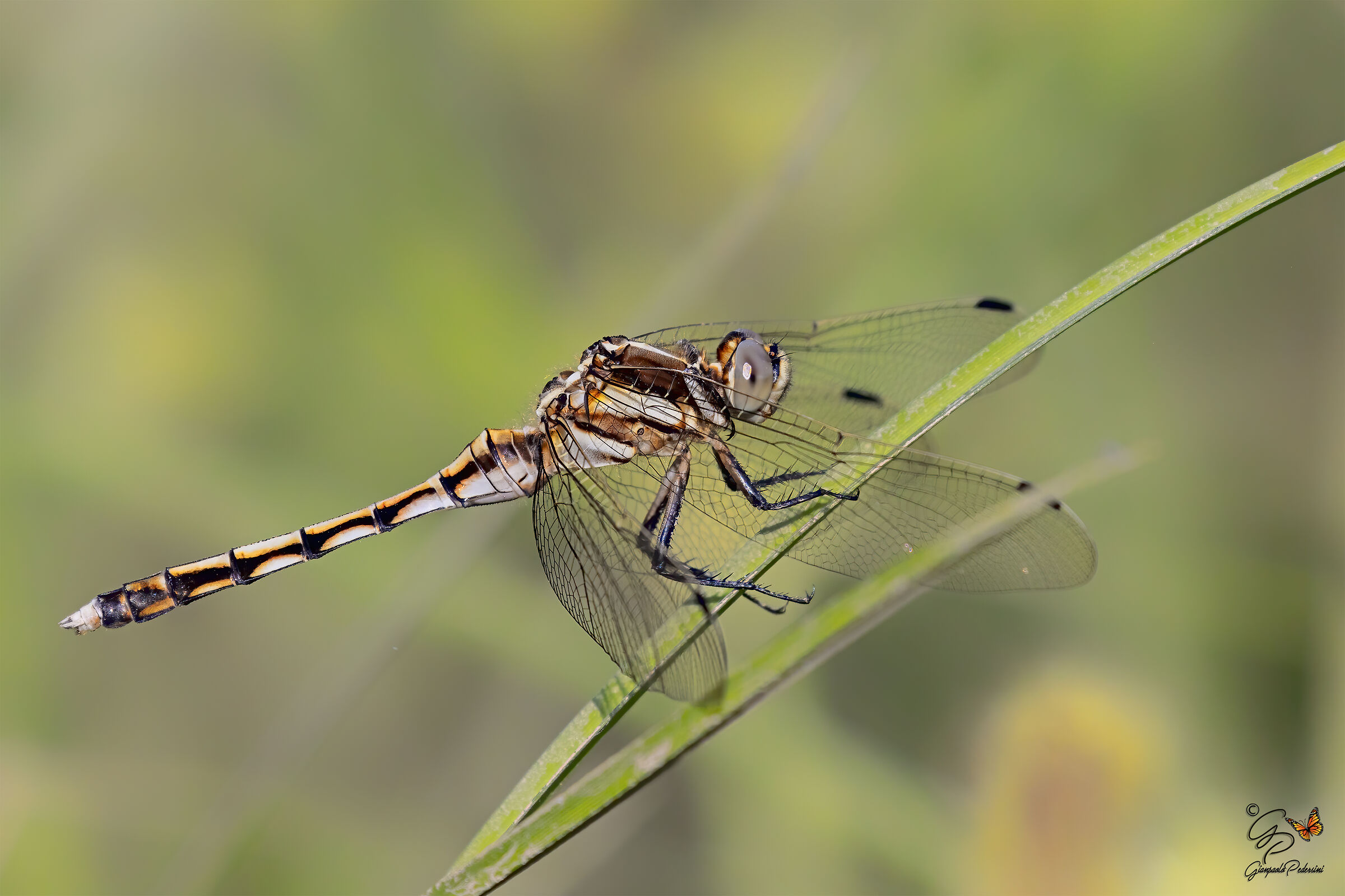 Orthetrum albistylum (femmina)