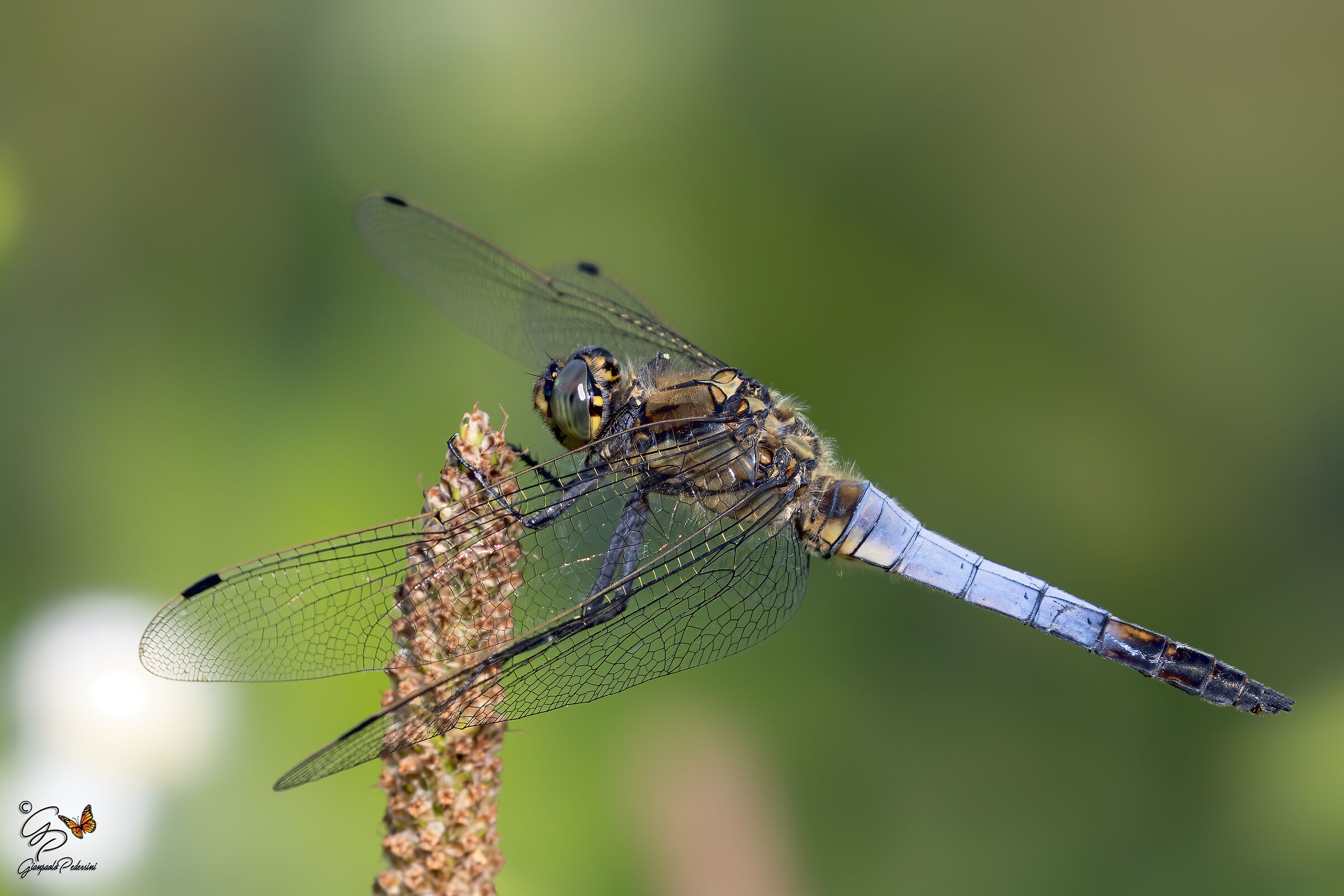 Orthetrum cancellatum (maschio)
