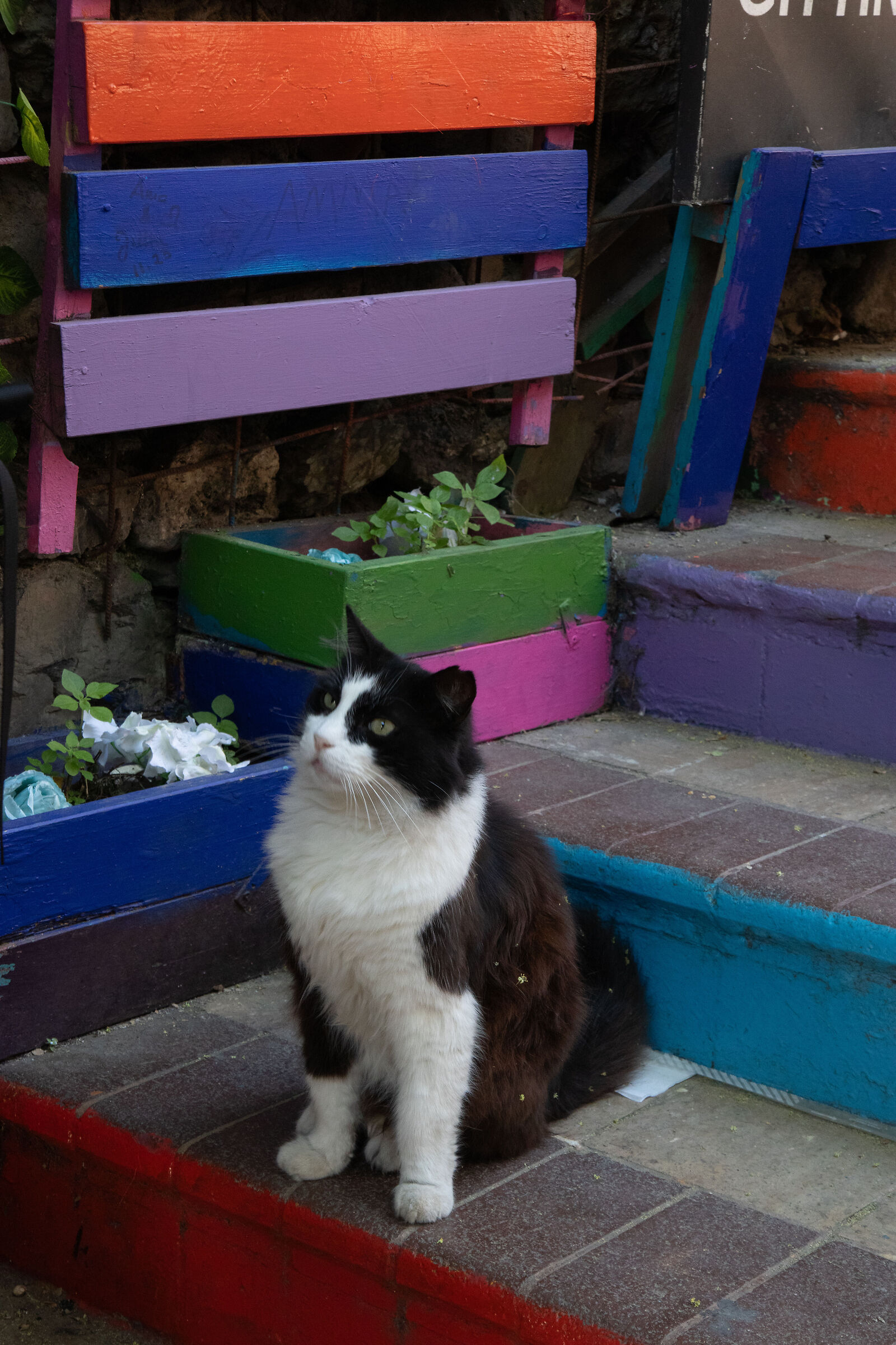 The Cats of Balat