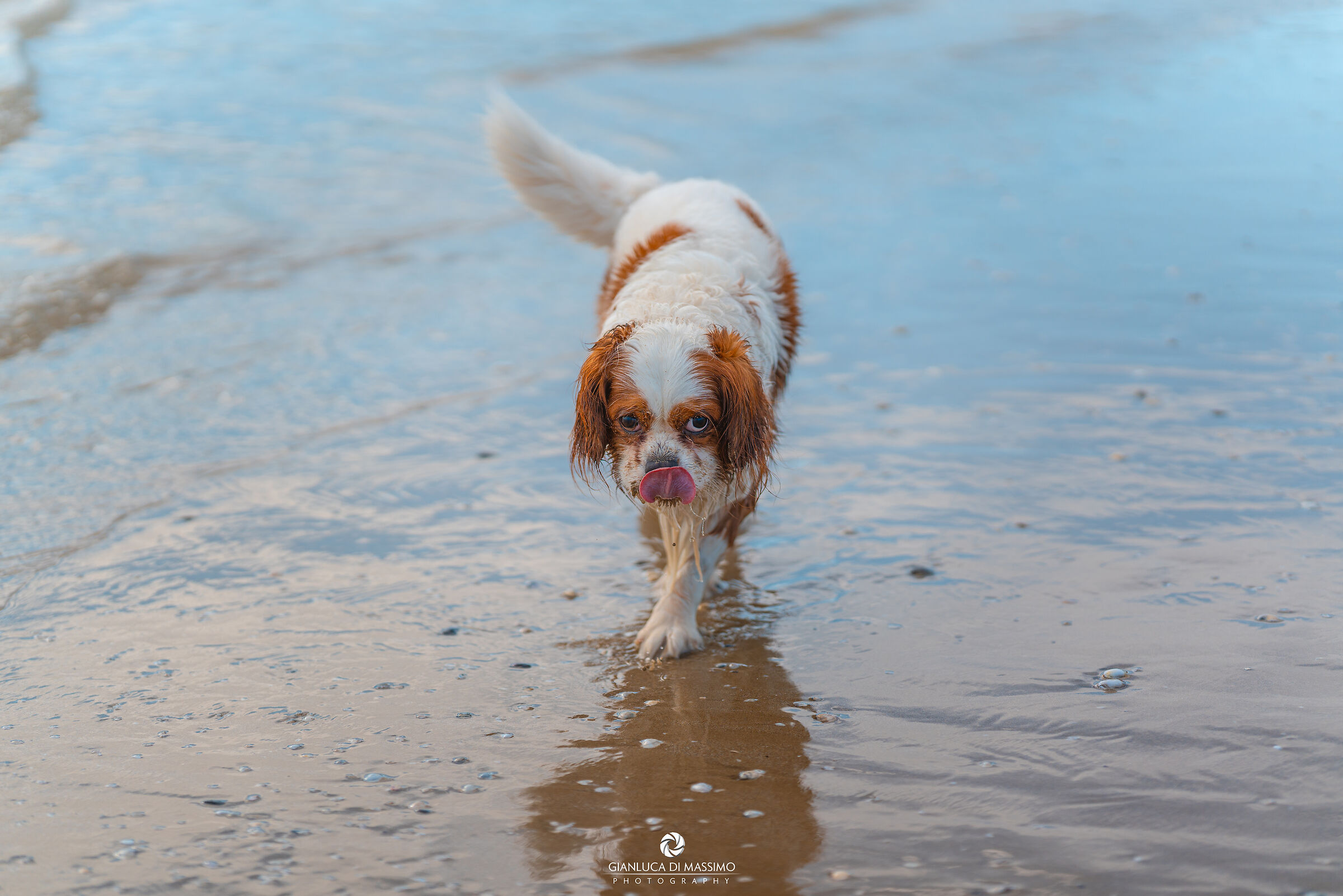 Orange Teal Doggy Style