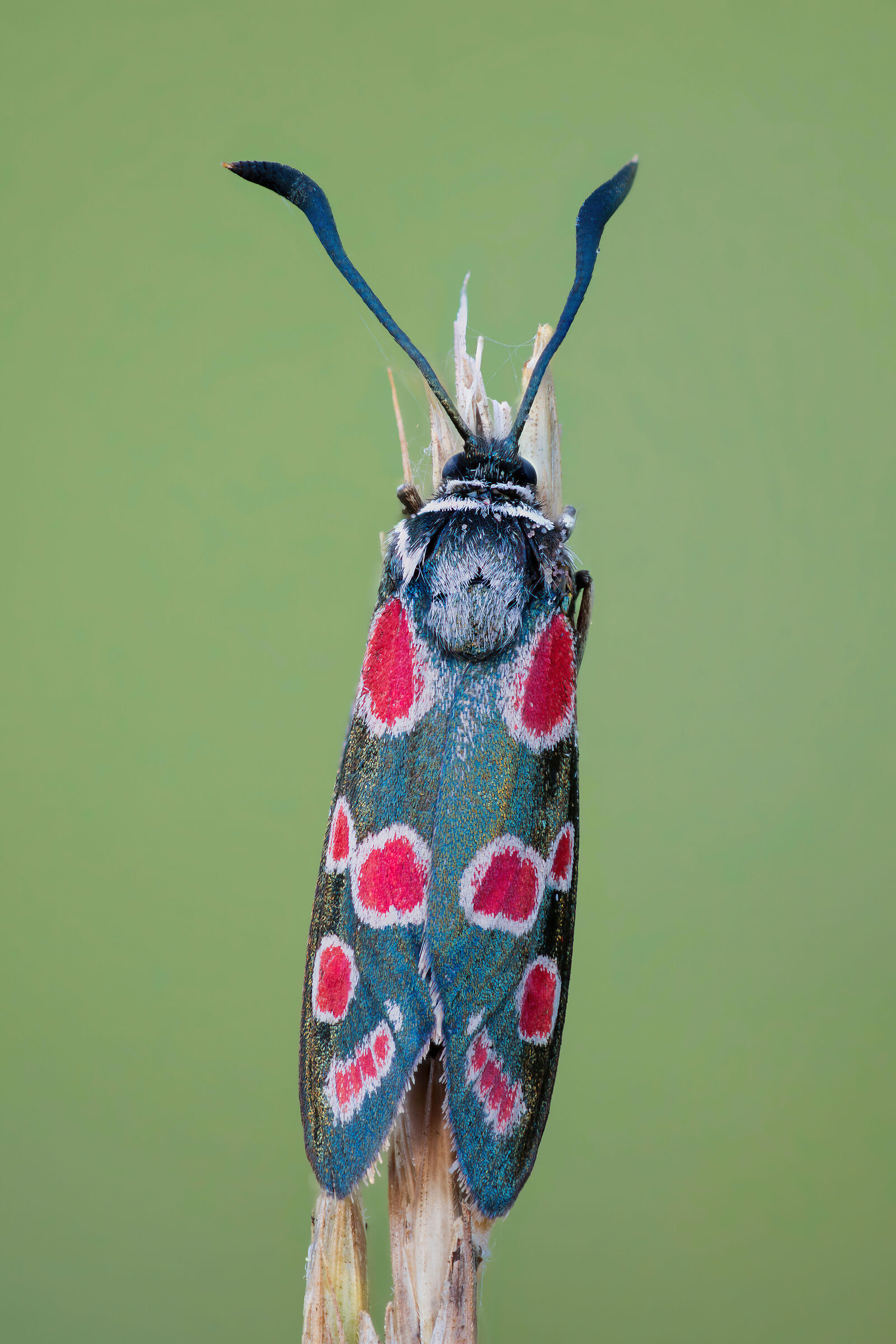 Zygaena carniolica