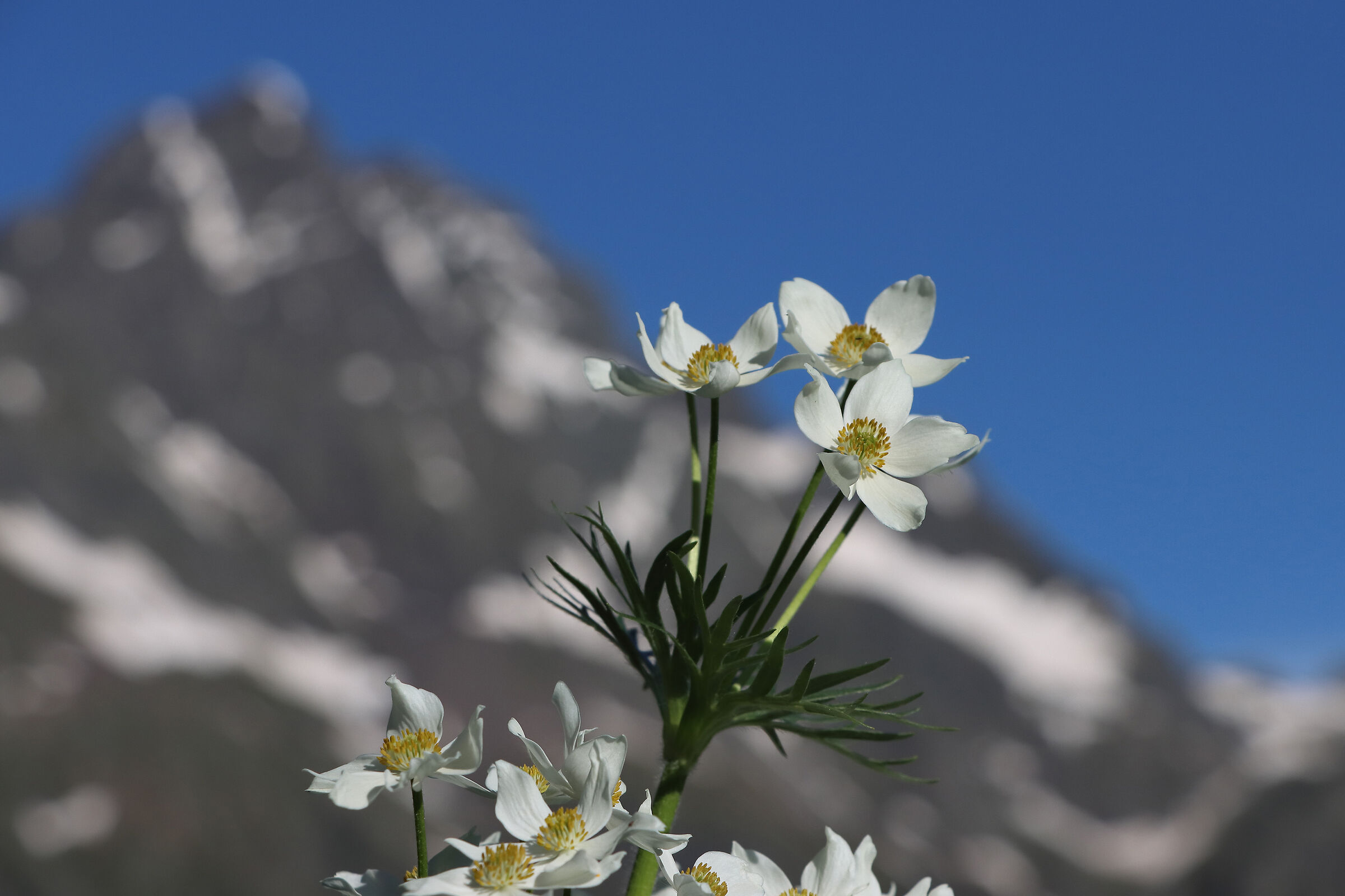 Mountain anemones
