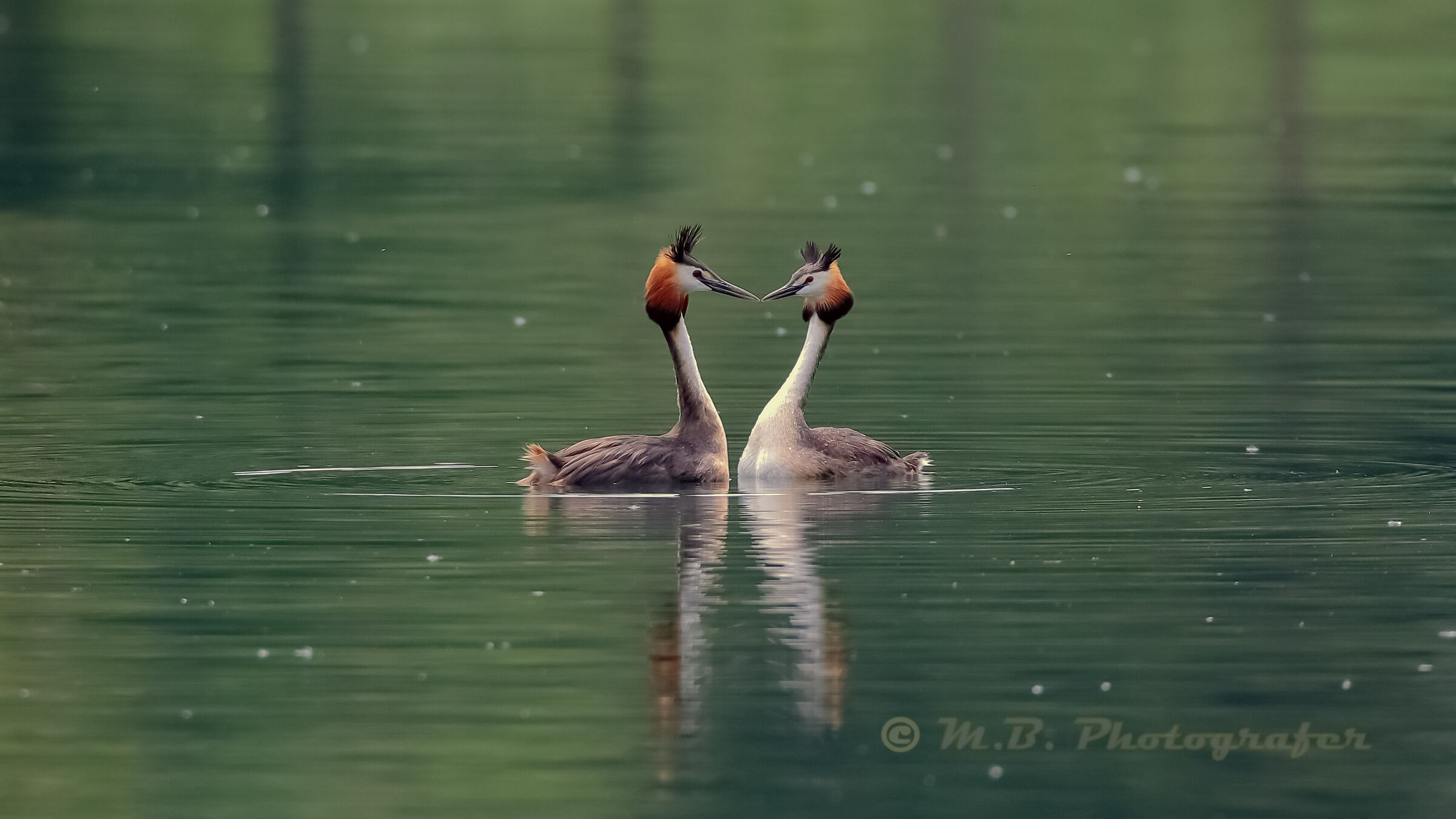 Great Crested Grebe in love