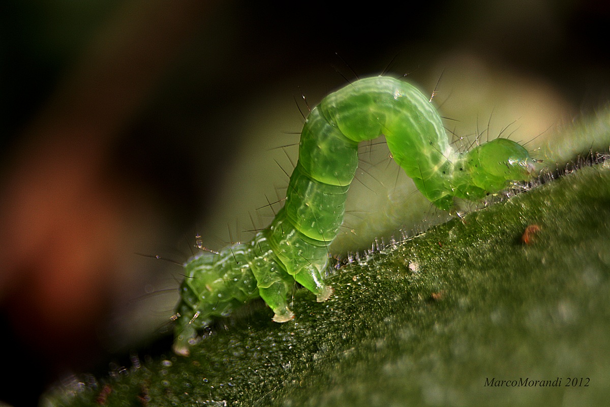 Chrysodeixis chalcites