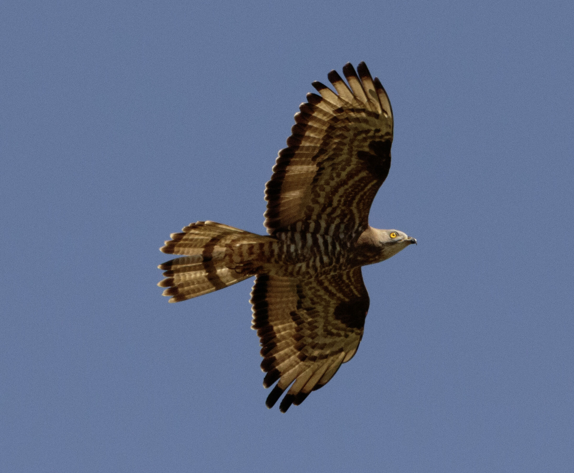 Falco Pecchiaiolo in volo Garbagnate milanese 21/05/24
