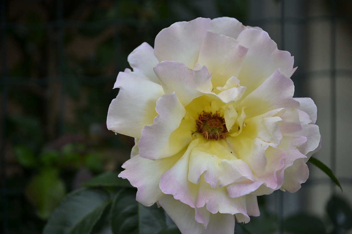 Yellow-Pink Rose