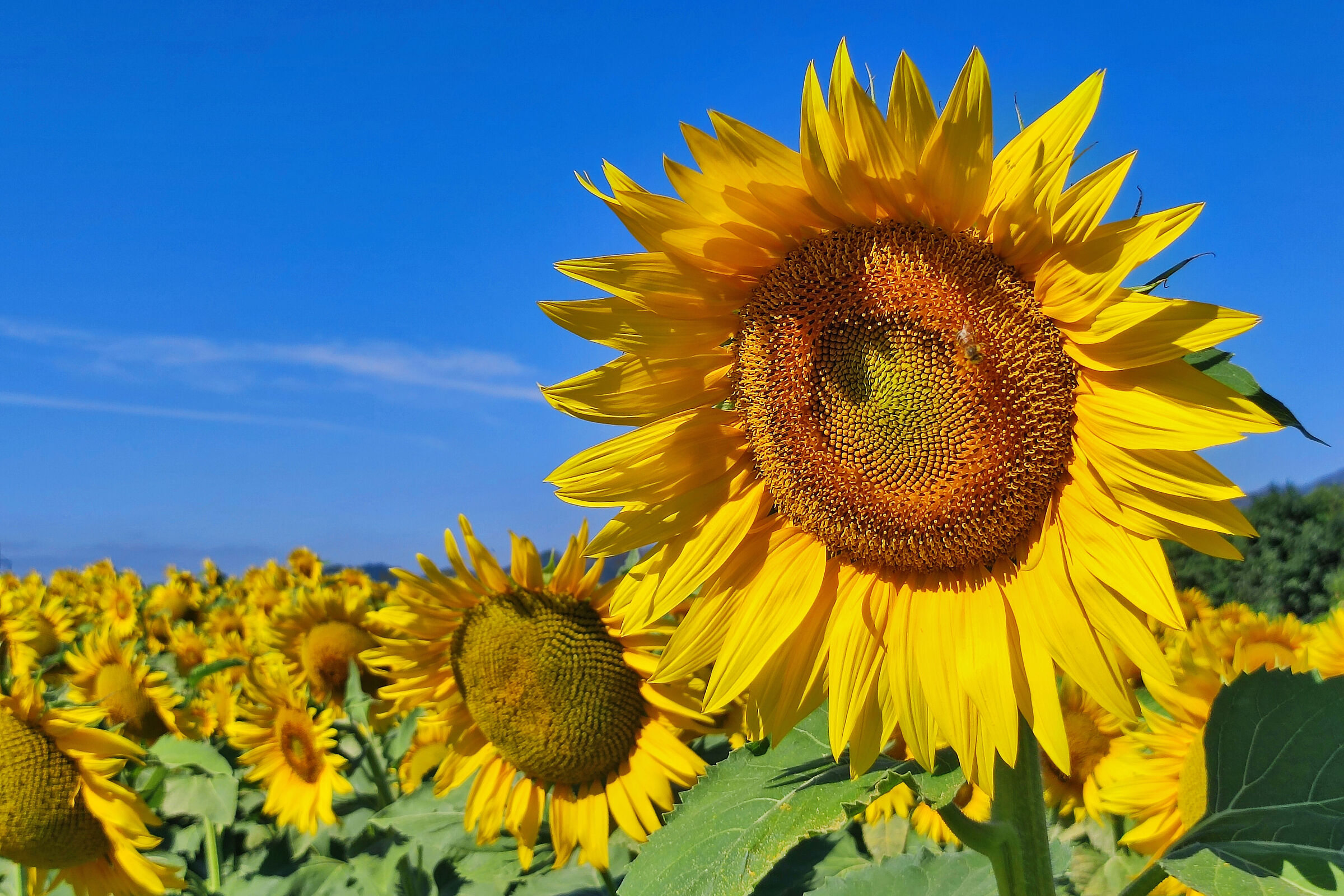 I girasoli