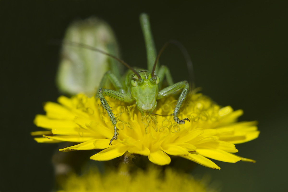 Look out! You jump on him