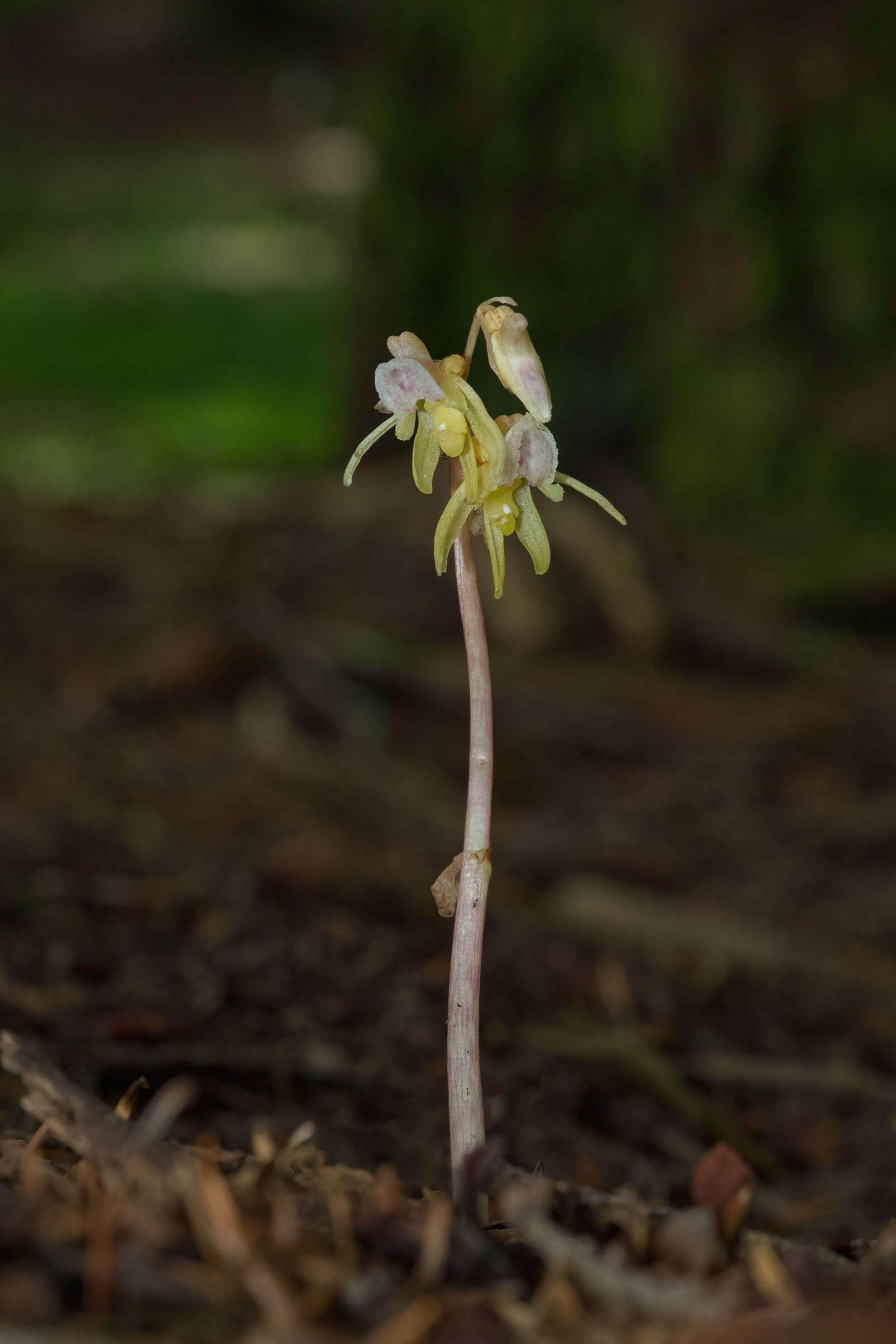 Orchidea fantasma (Epipogium aphyllum)