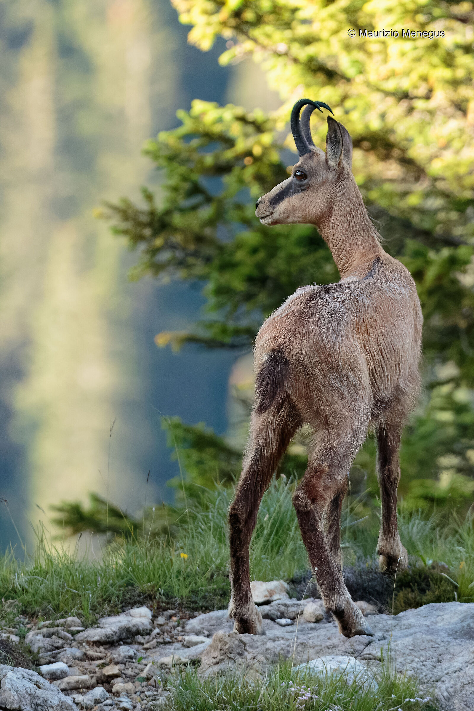 Giovane maschio Rupicapra rupicapra