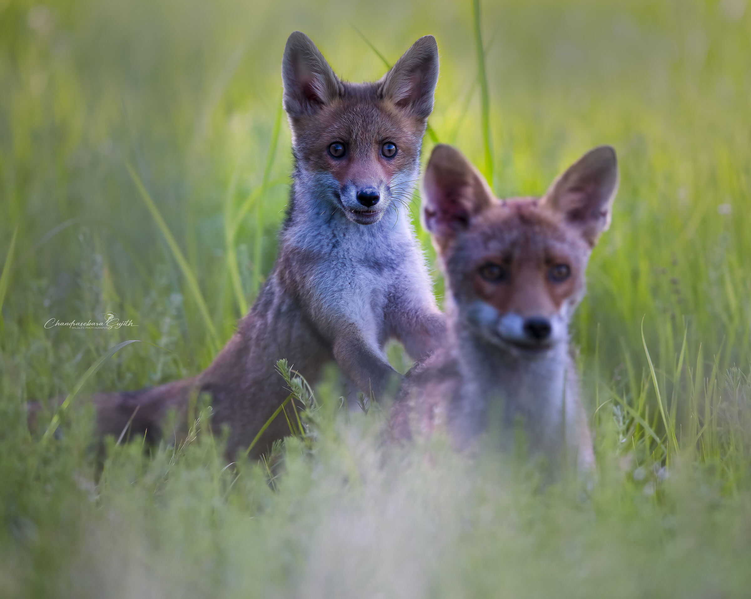 Little fox with his mom