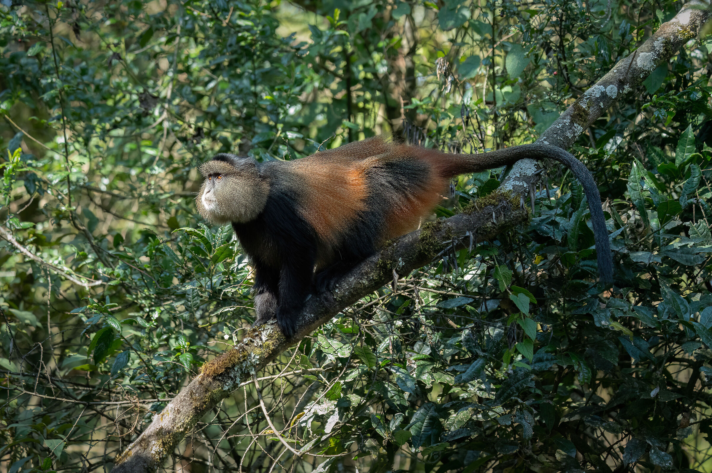 Golden Monkey