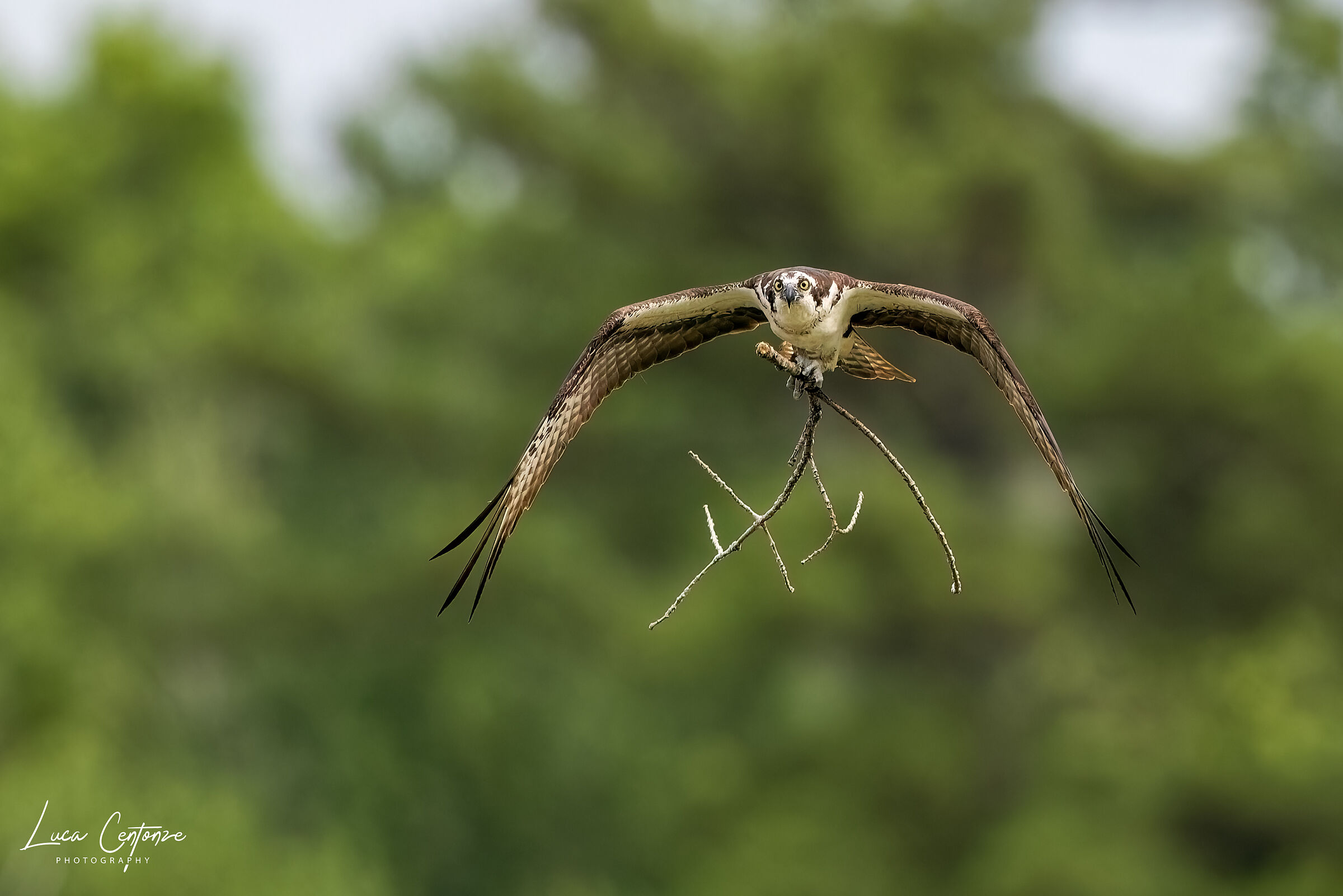 Qualcuno sta mettendo su casa