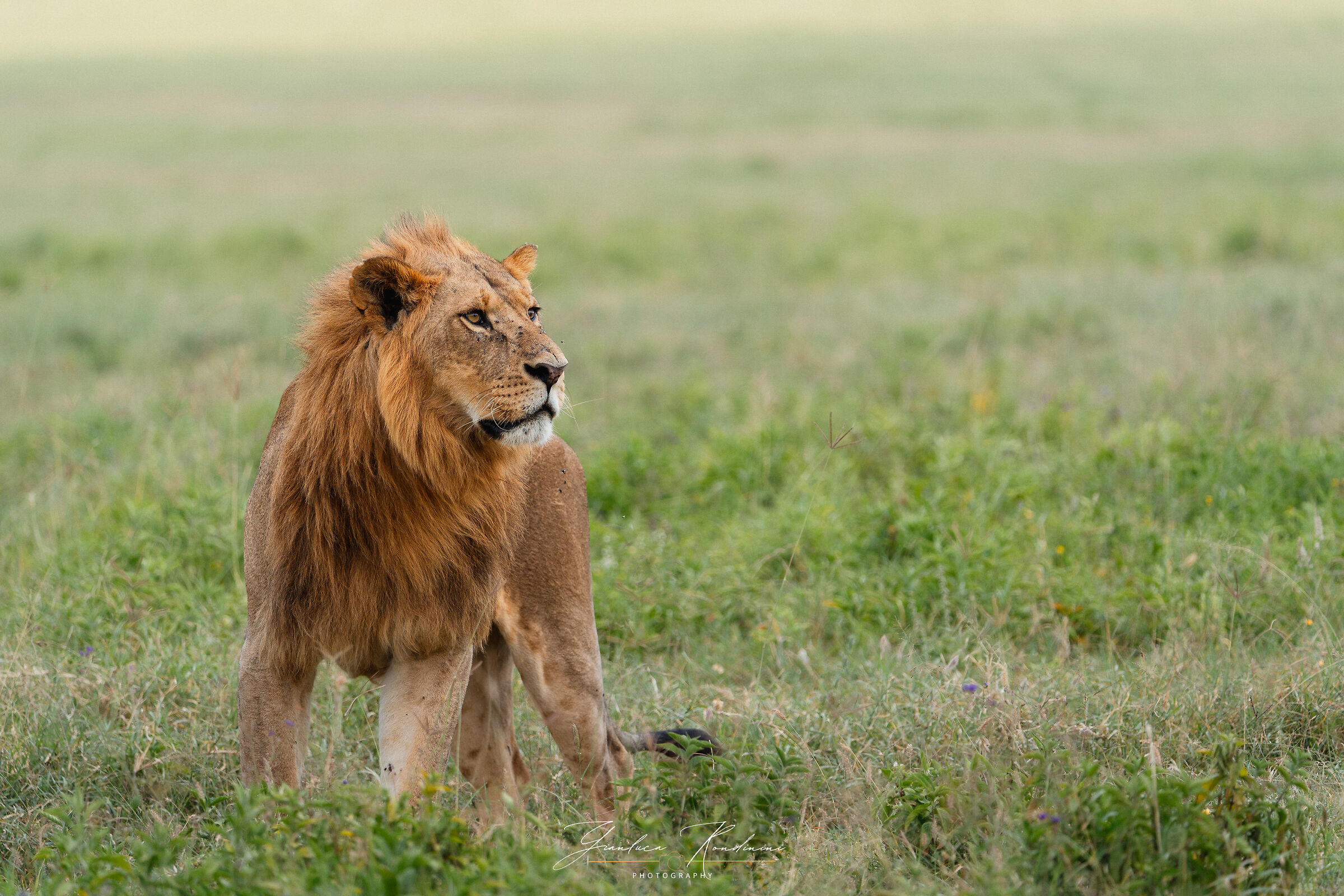 Young lion at Nakuru