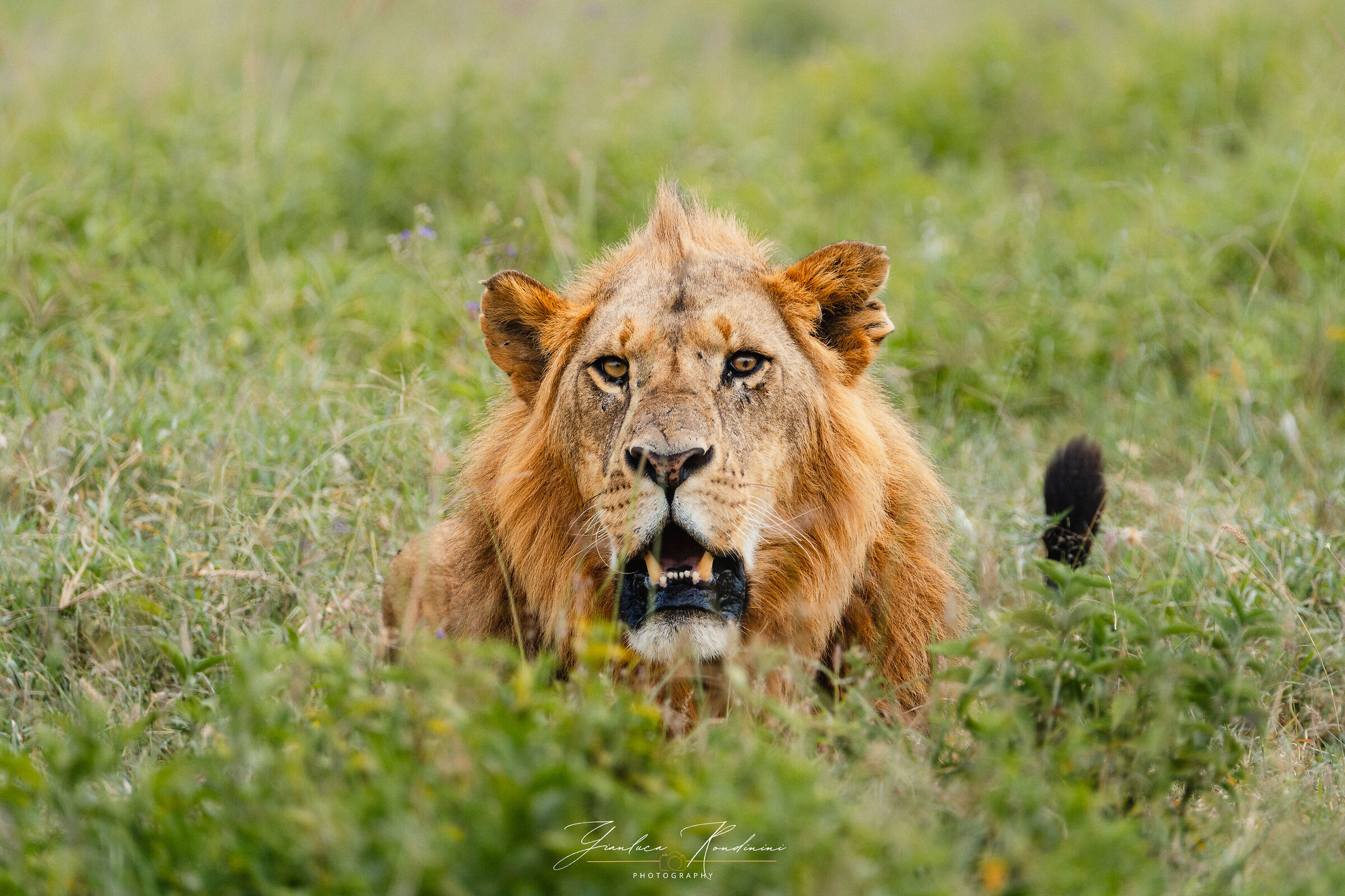 Giovane leone al Nakuru
