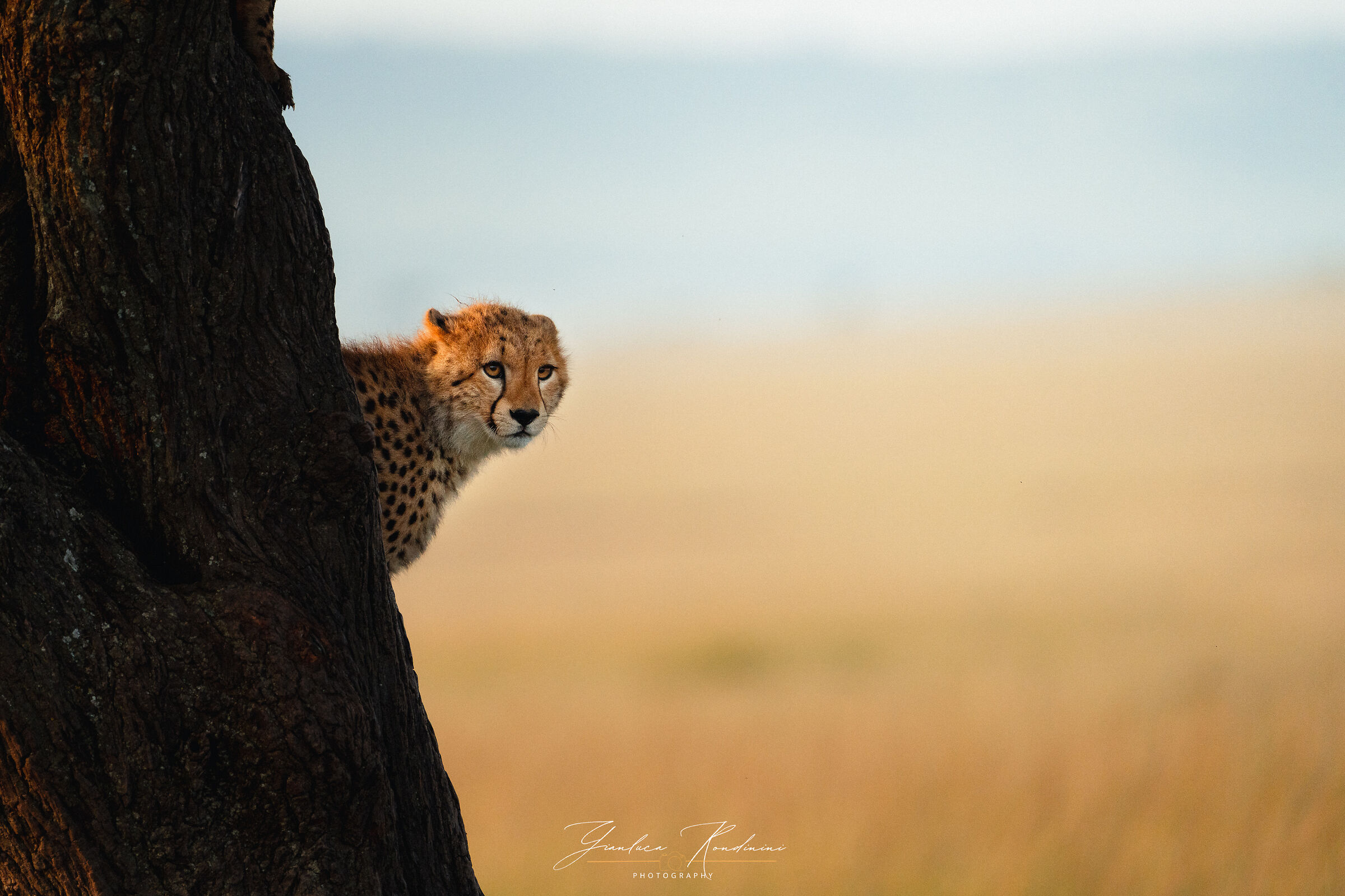 Cucciolo di ghepardo al Mara