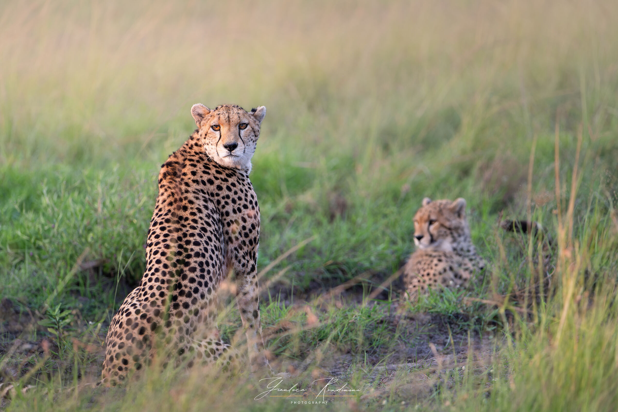 Famiglia di ghepardi al Mara
